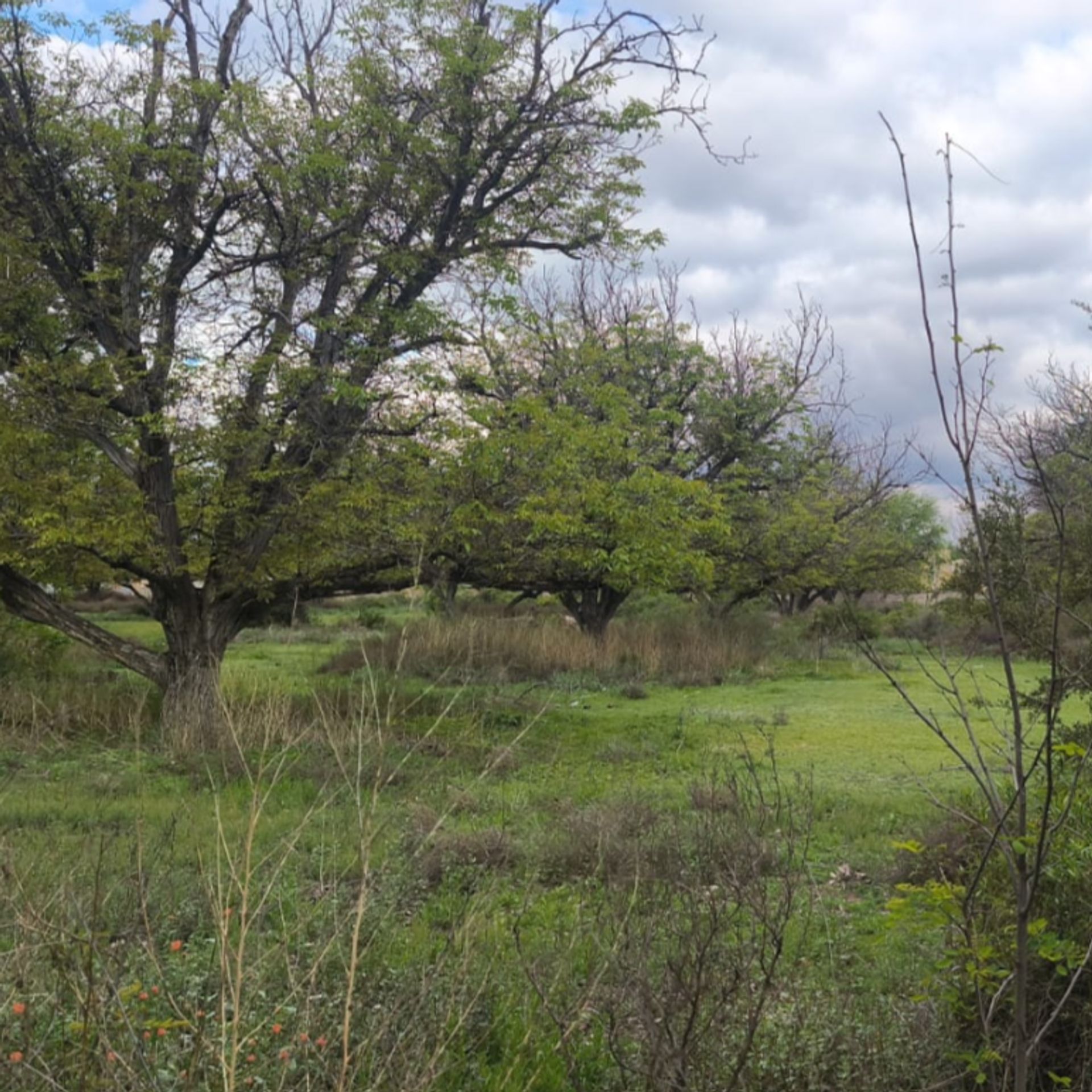 Lote en Venta en San Carlos, Mendoza