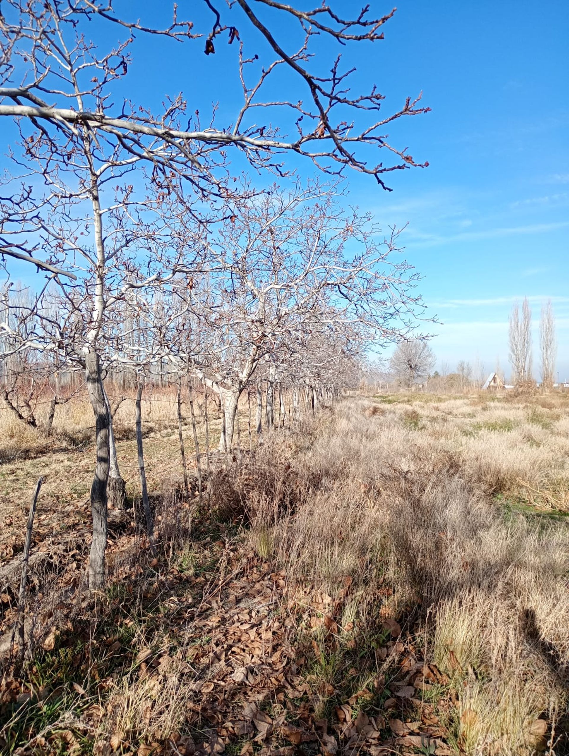 Lote en Venta en Tupungato, Mendoza