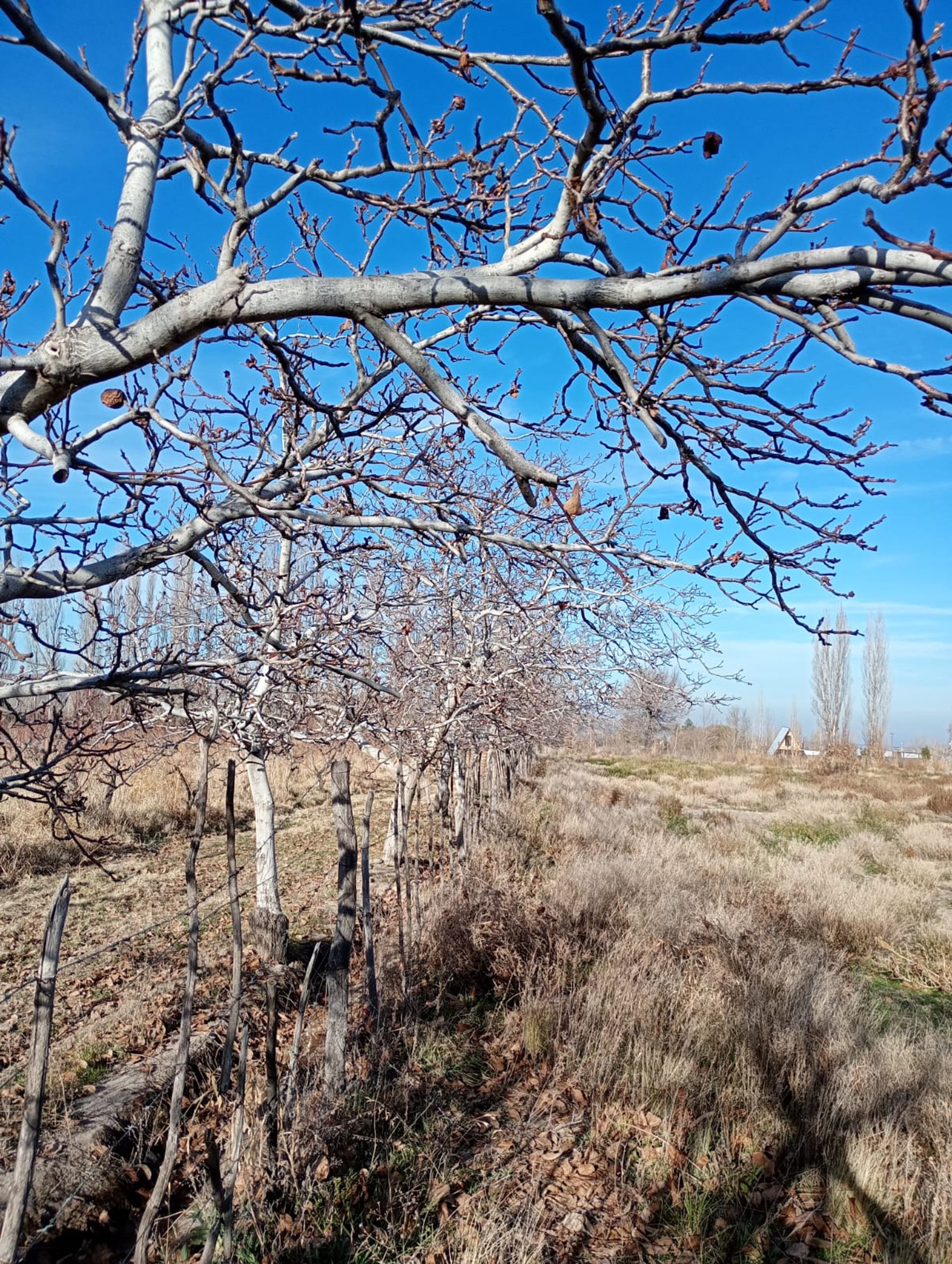Lote en Venta en Tupungato, Mendoza