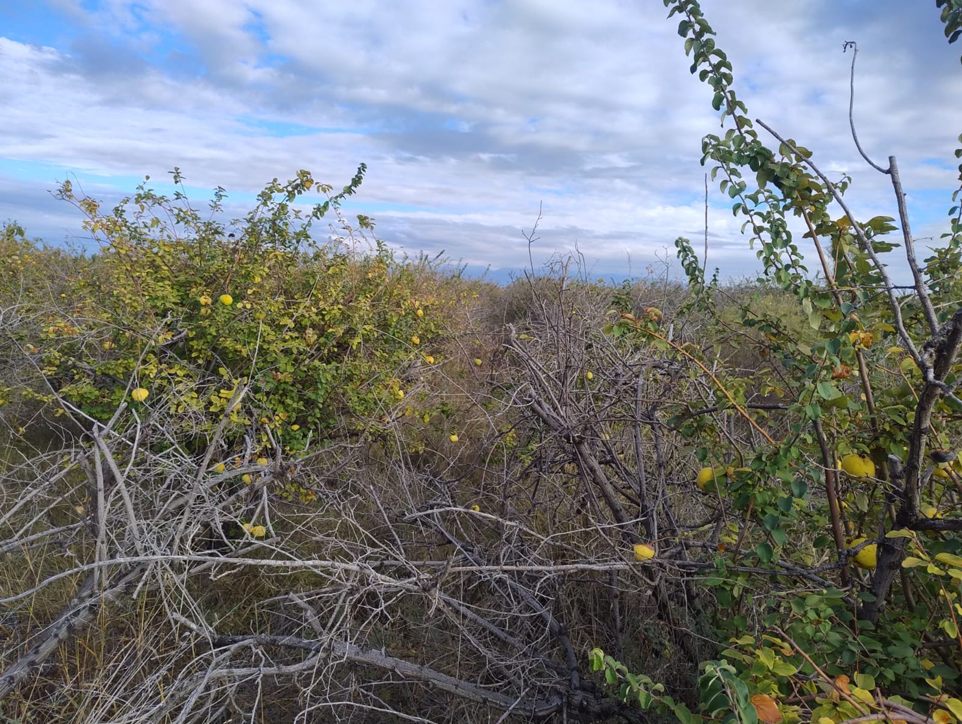 Campo en Venta en 25 de Mayo, San Juan