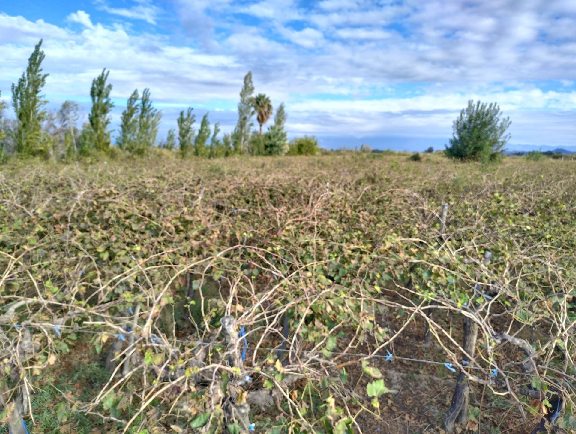 Campo en Venta en 25 de Mayo, San Juan