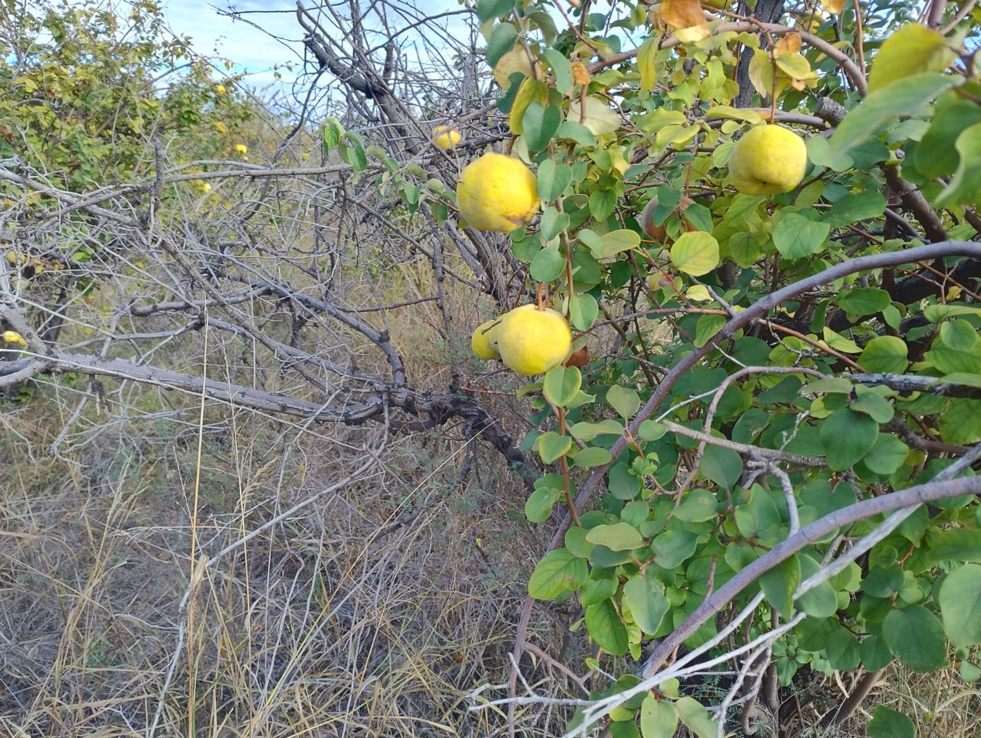 Campo en Venta en 25 de Mayo, San Juan