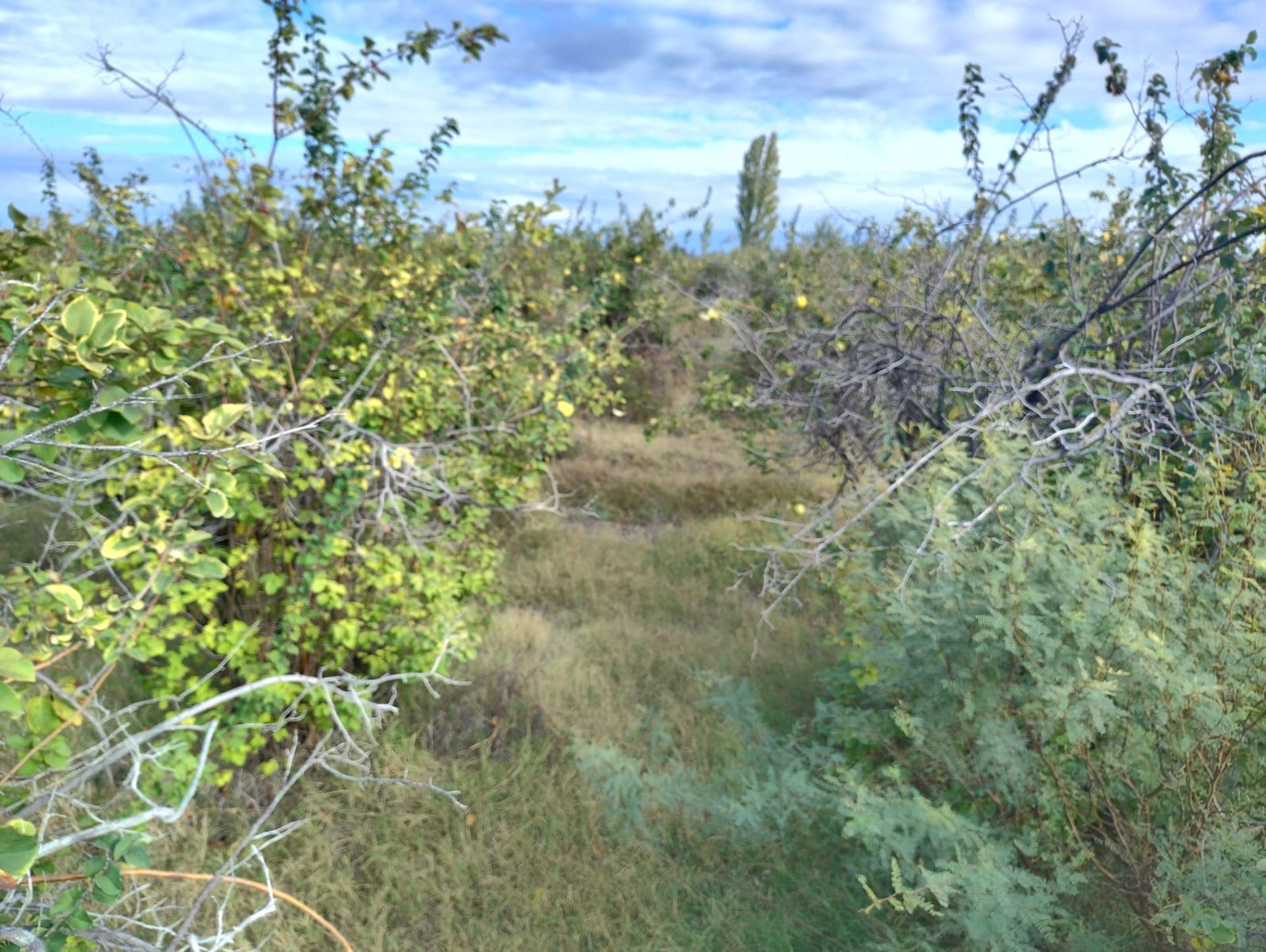 Campo en Venta en 25 de Mayo, San Juan