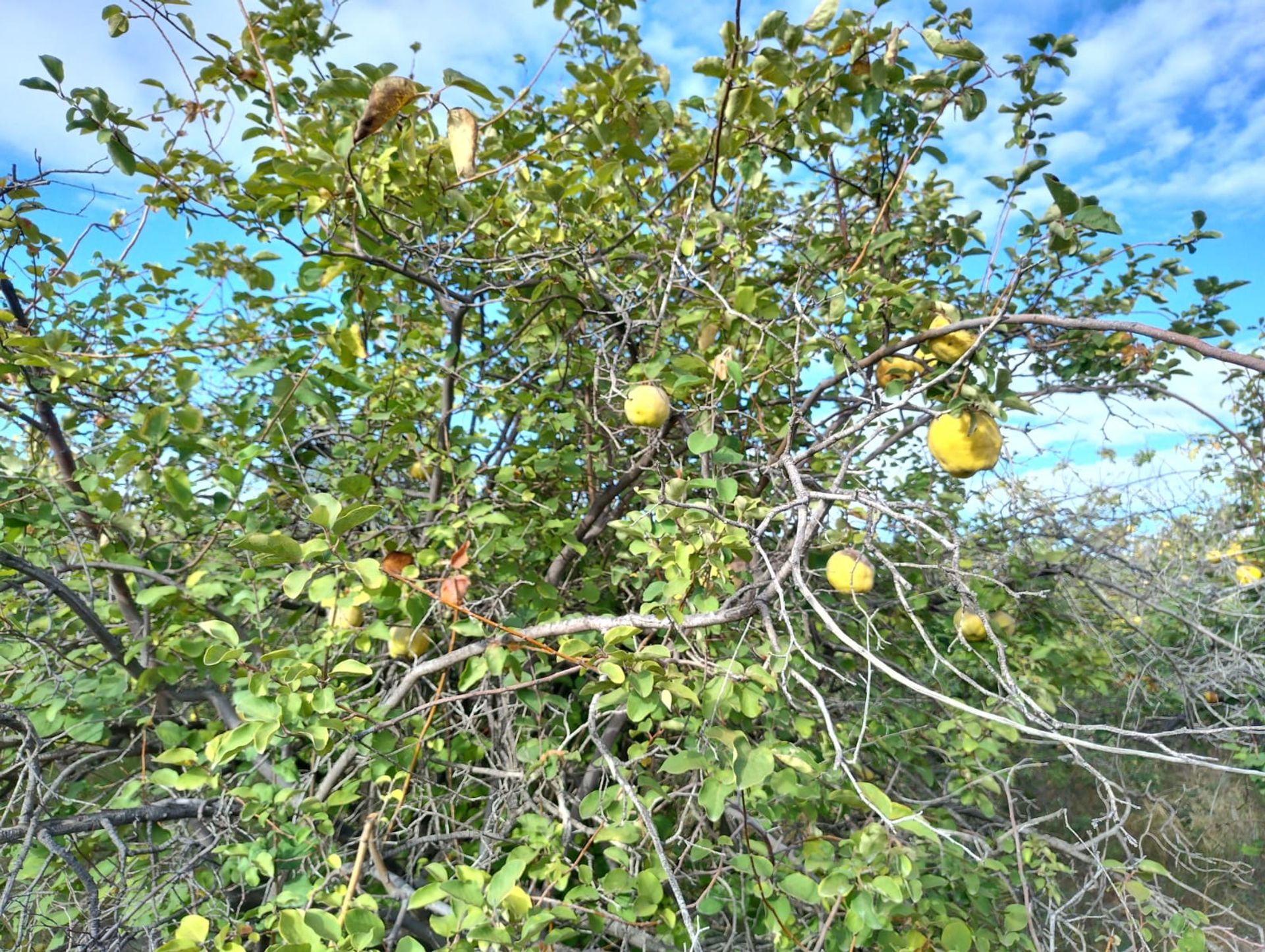 Campo en Venta en 25 de Mayo, San Juan