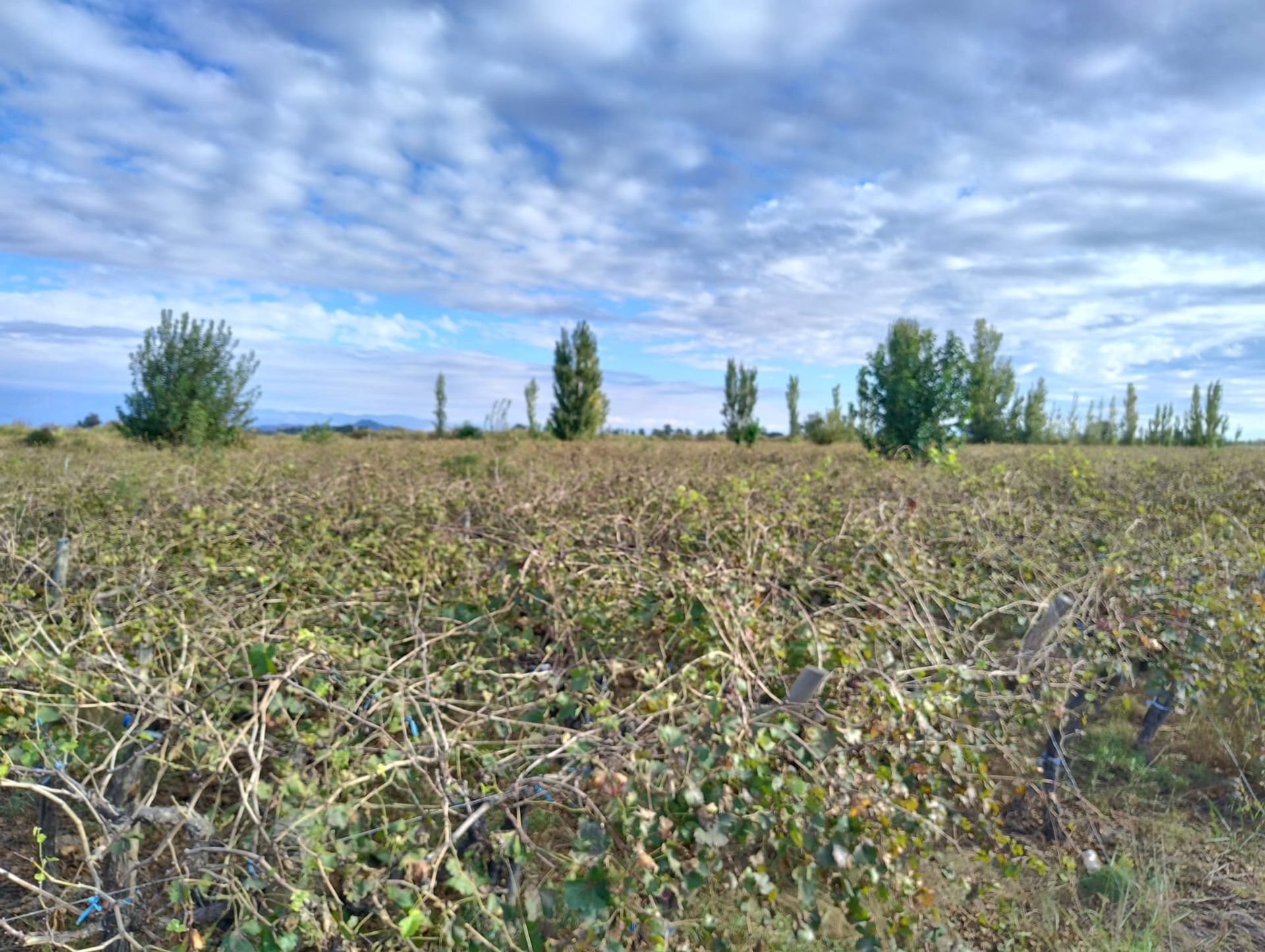 Campo en Venta en 25 de Mayo, San Juan