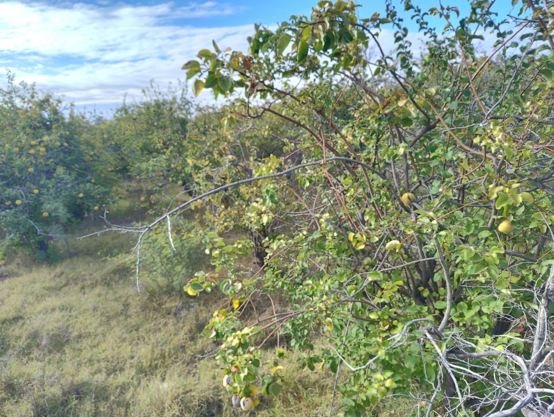 Campo en Venta en 25 de Mayo, San Juan