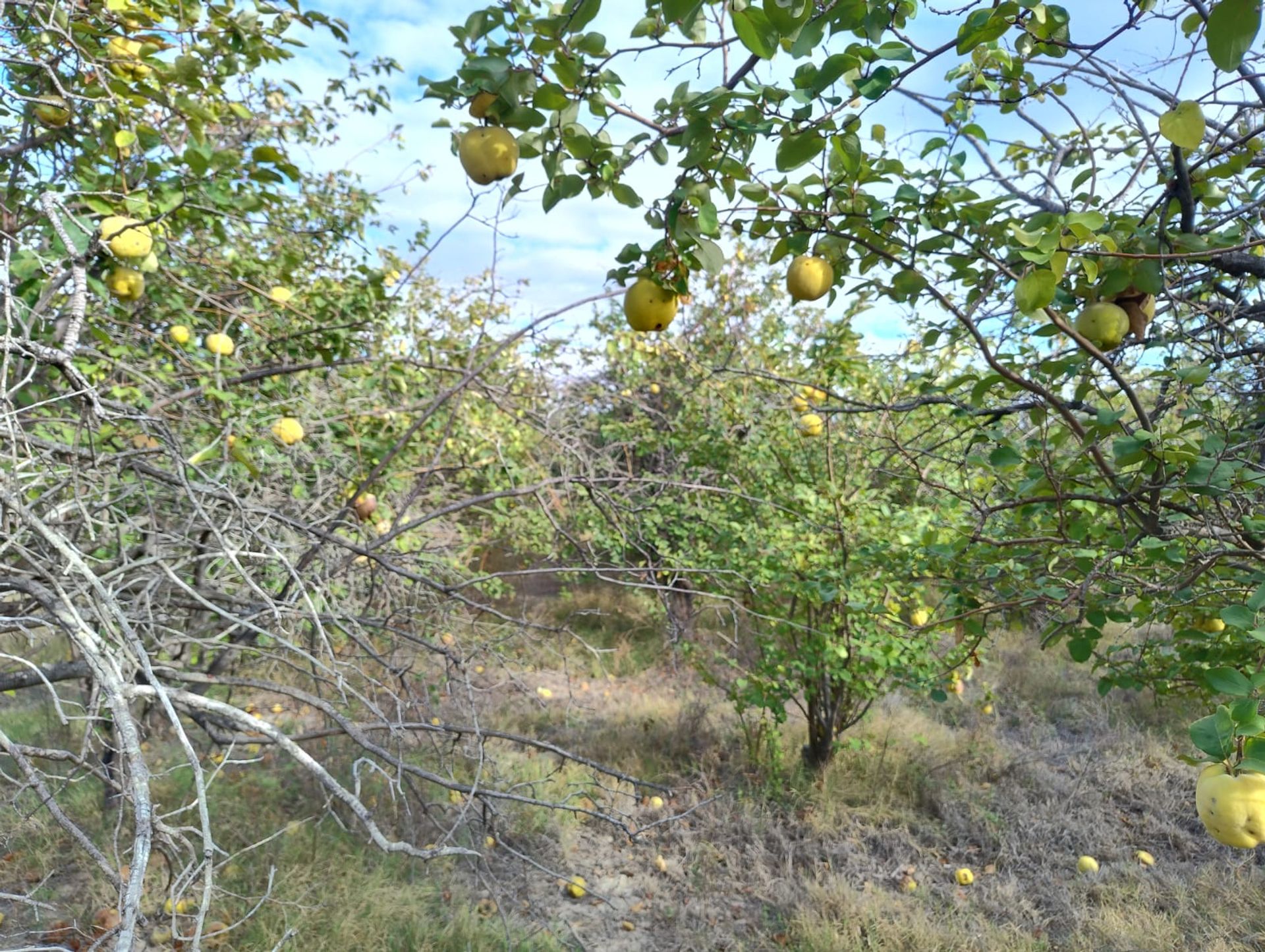 Campo en Venta en 25 de Mayo, San Juan