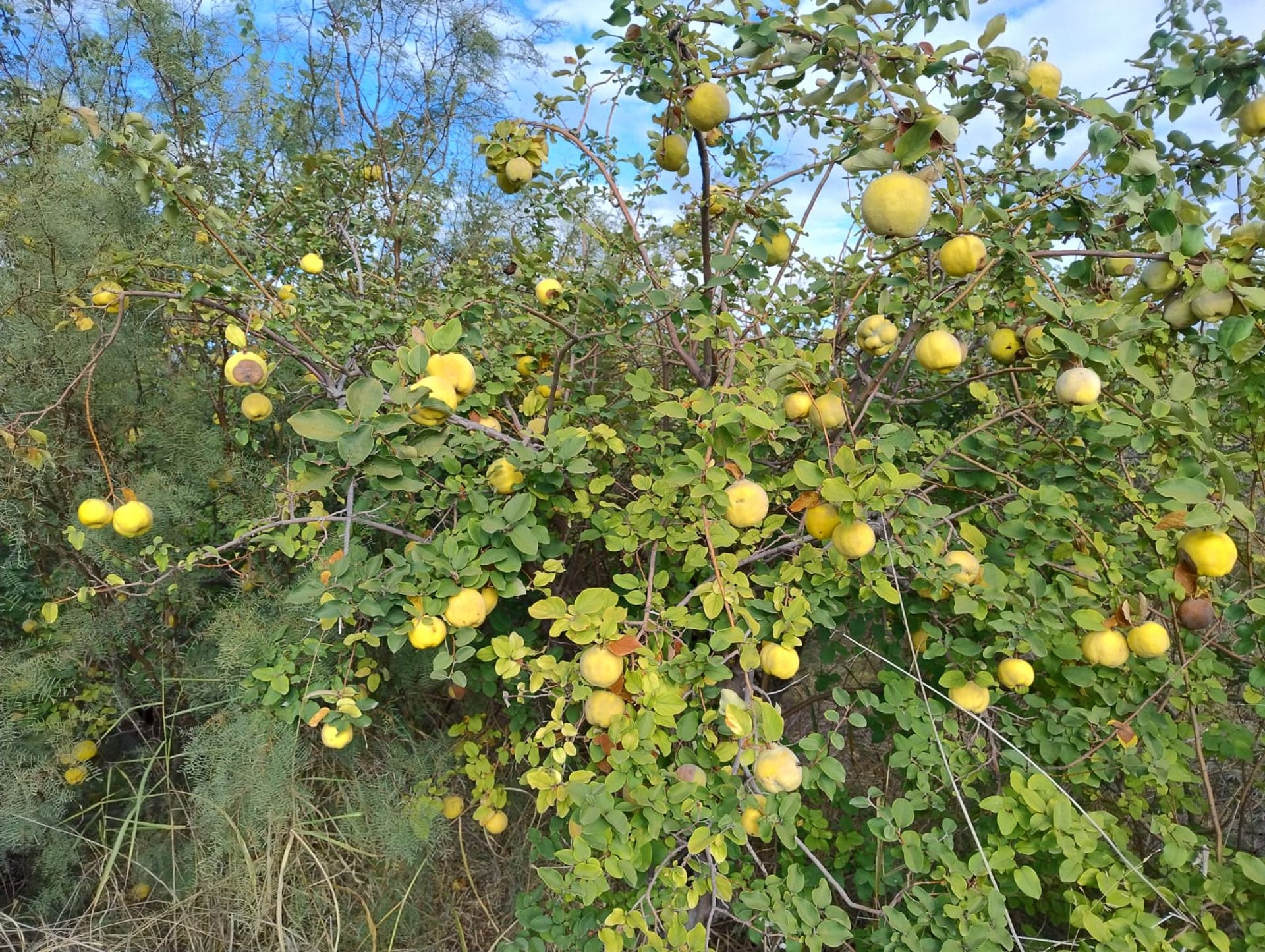 Campo en Venta en 25 de Mayo, San Juan