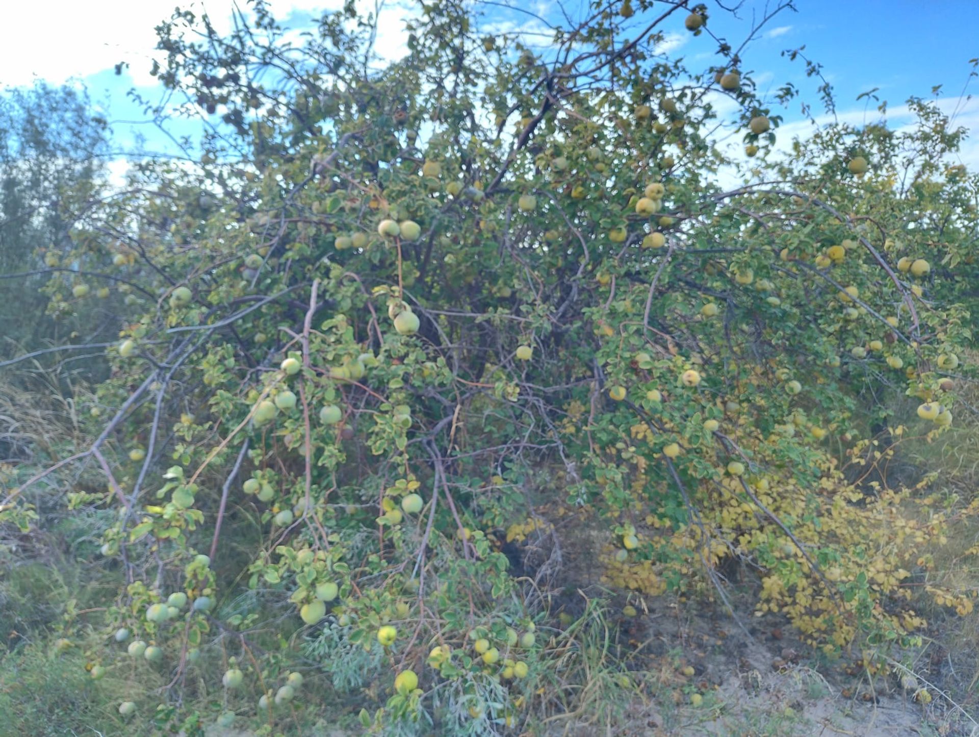 Campo en Venta en 25 de Mayo, San Juan
