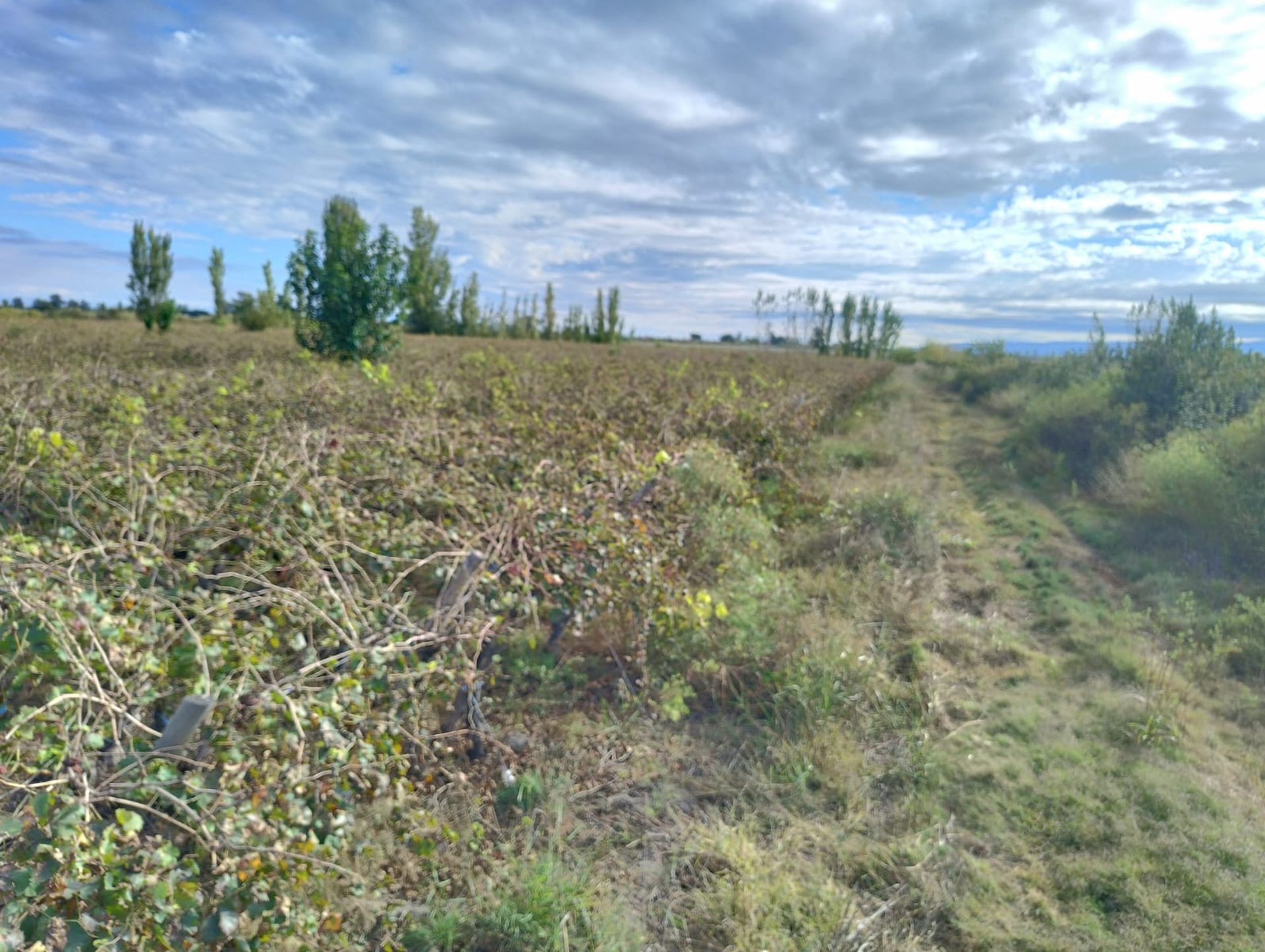 Campo en Venta en 25 de Mayo, San Juan