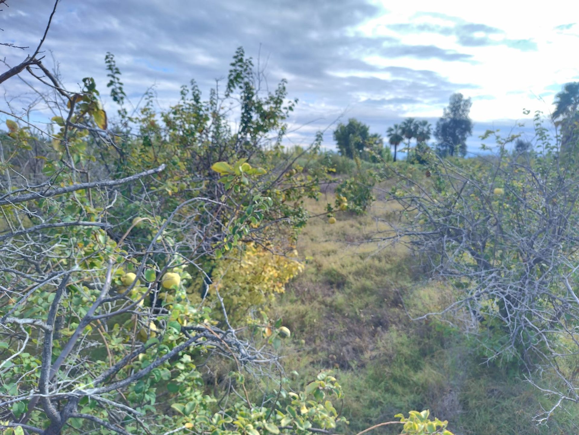 Campo en Venta en 25 de Mayo, San Juan