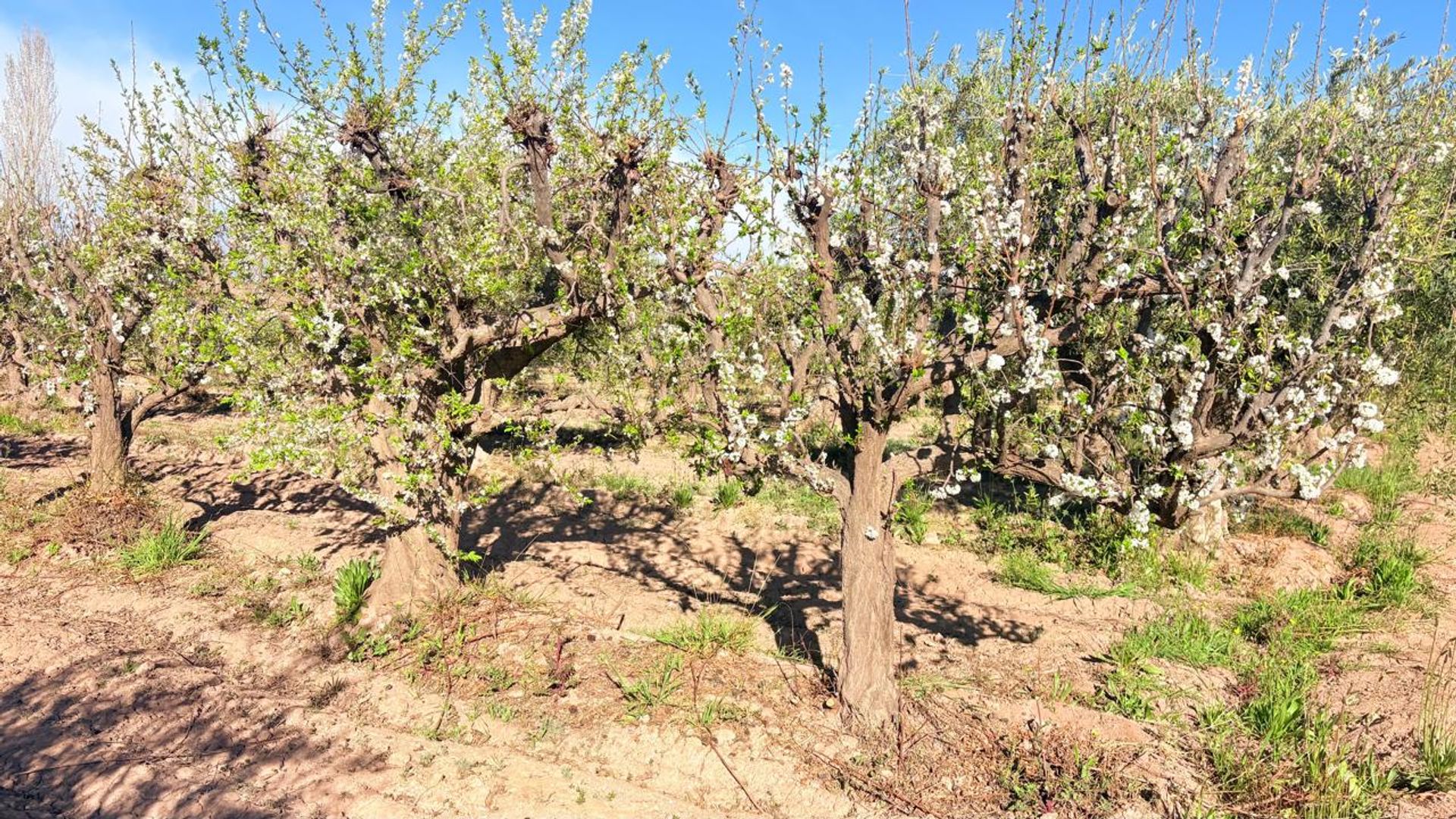 Campo en Venta en Maipu, Mendoza