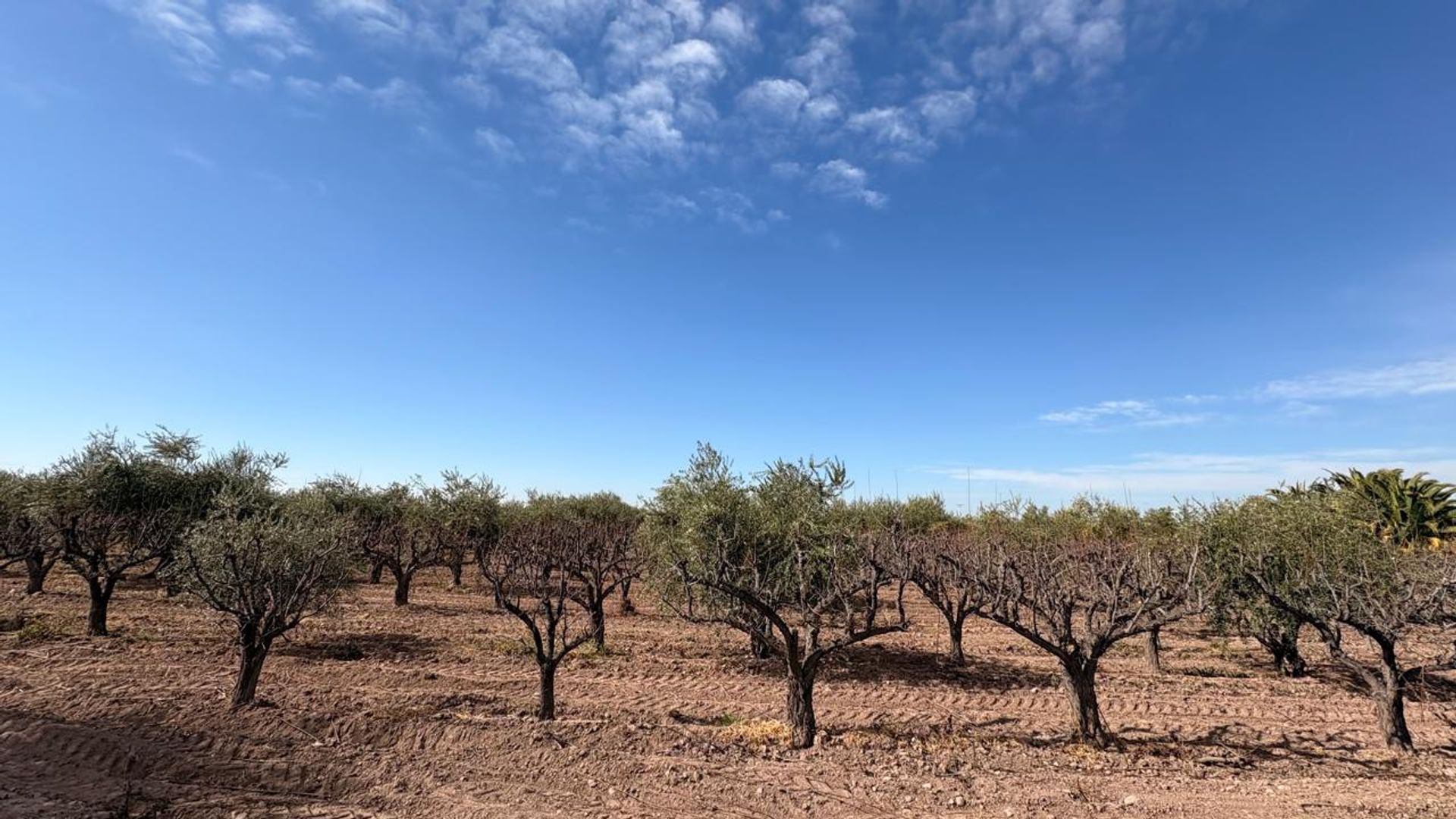 Campo en Venta en Maipu, Mendoza
