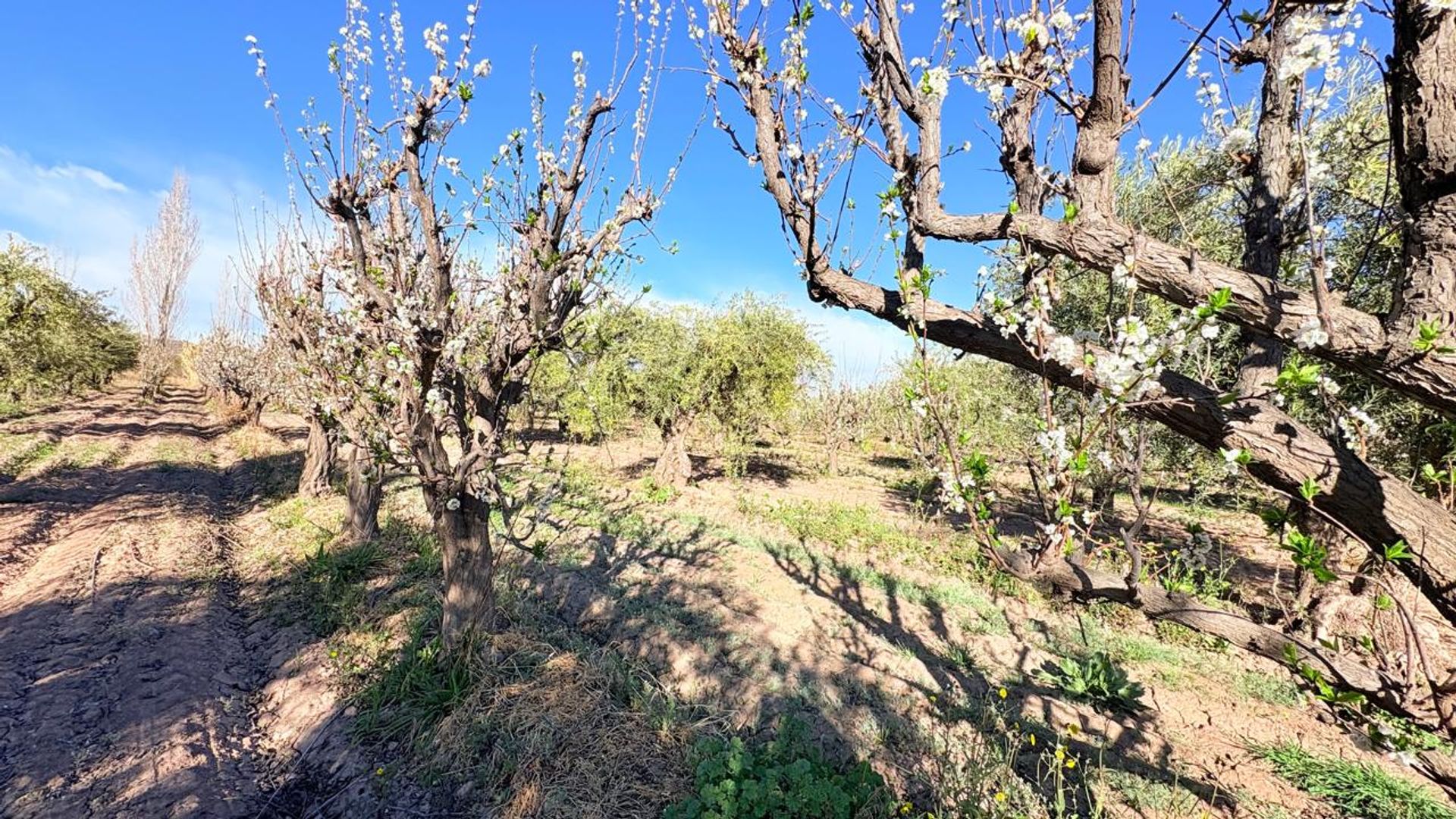 Campo en Venta en Maipu, Mendoza