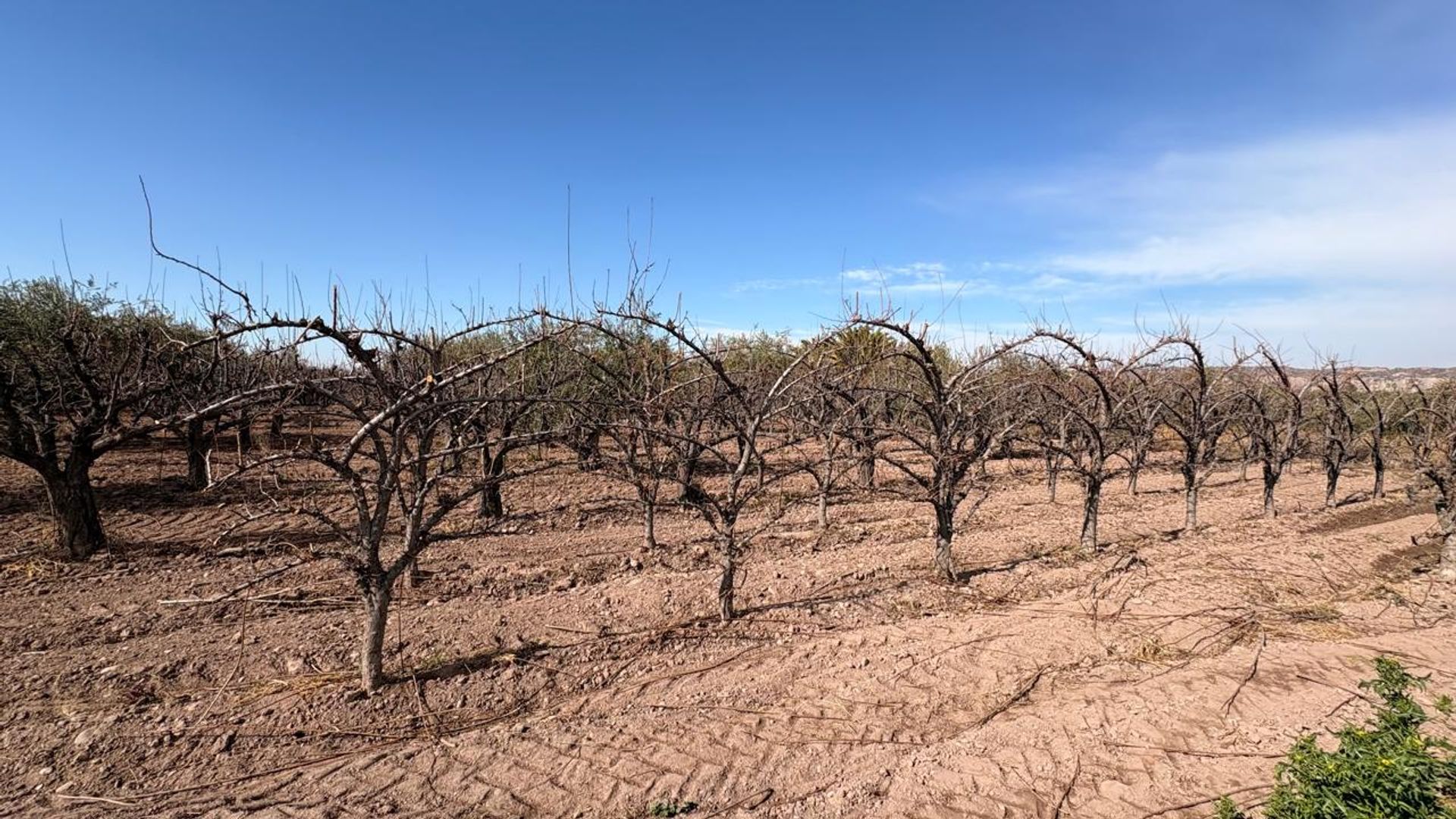 Campo en Venta en Maipu, Mendoza