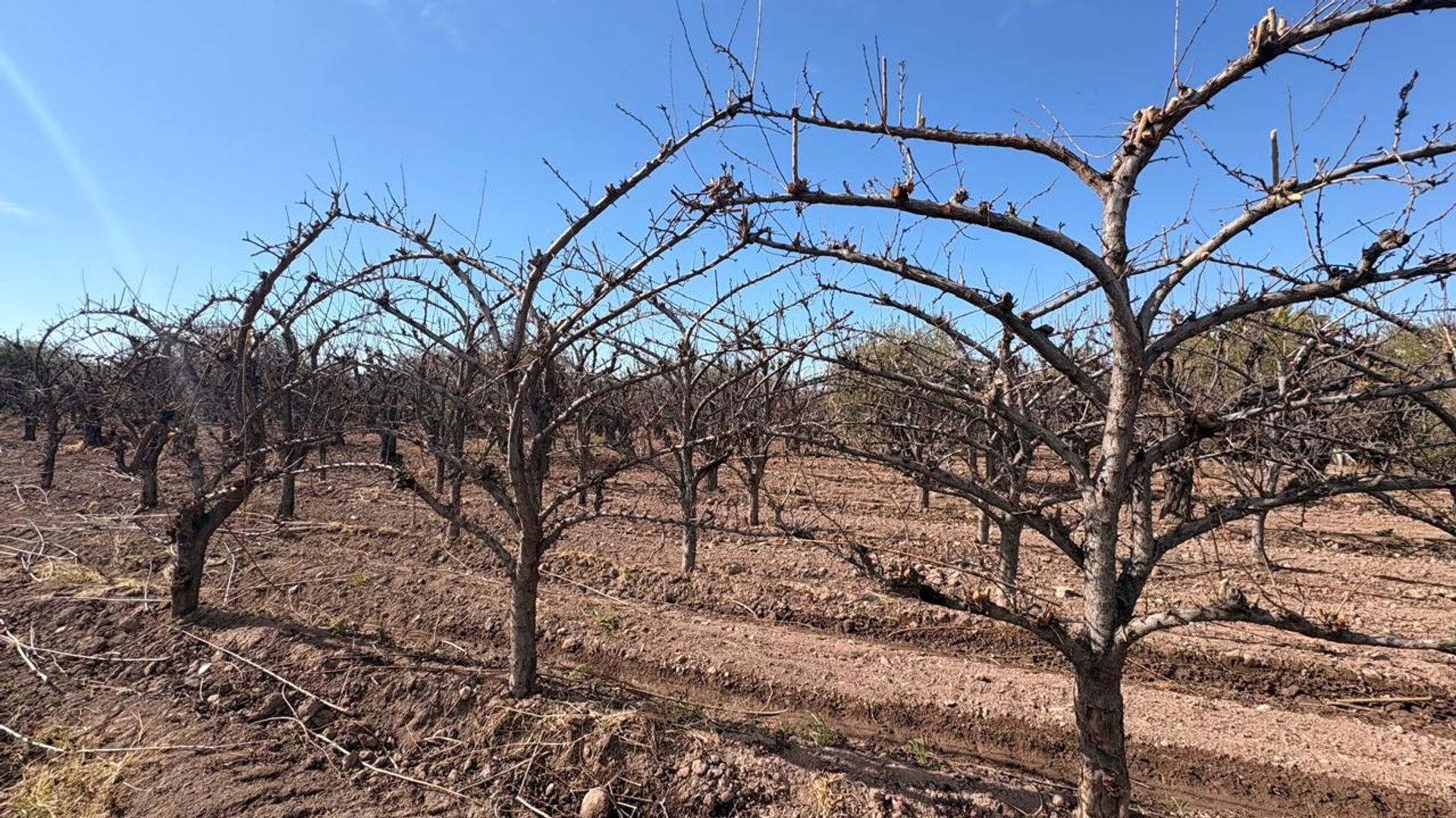 Campo en Venta en Maipu, Mendoza