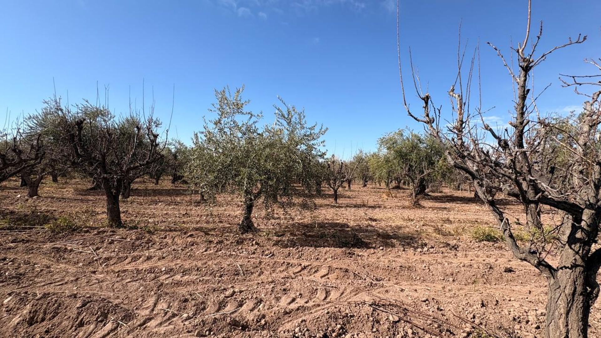 Campo en Venta en Maipu, Mendoza