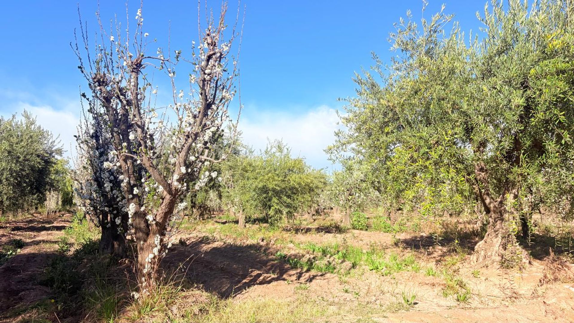 Campo en Venta en Maipu, Mendoza