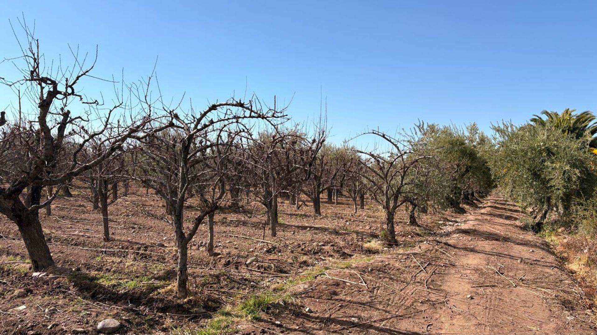 Campo en Venta en Maipu, Mendoza