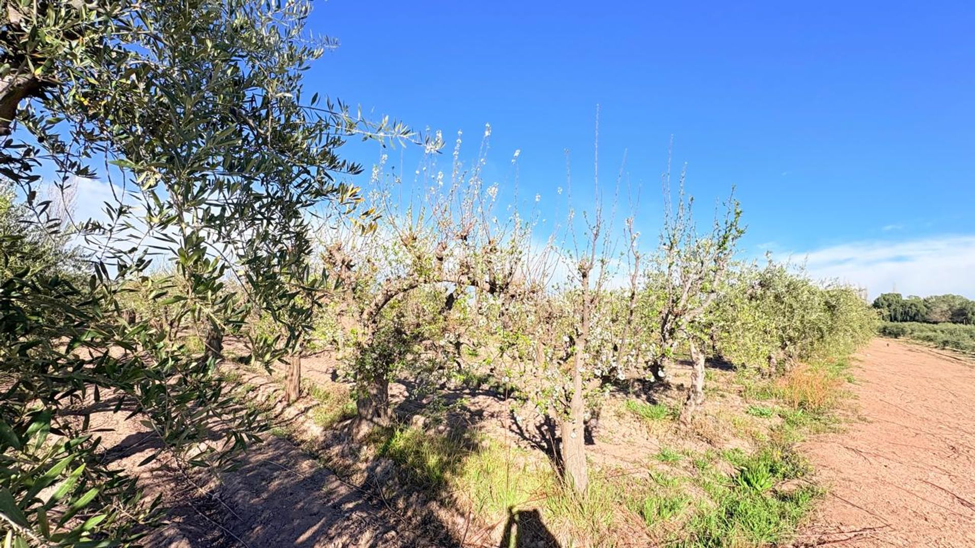 Campo en Venta en Maipu, Mendoza