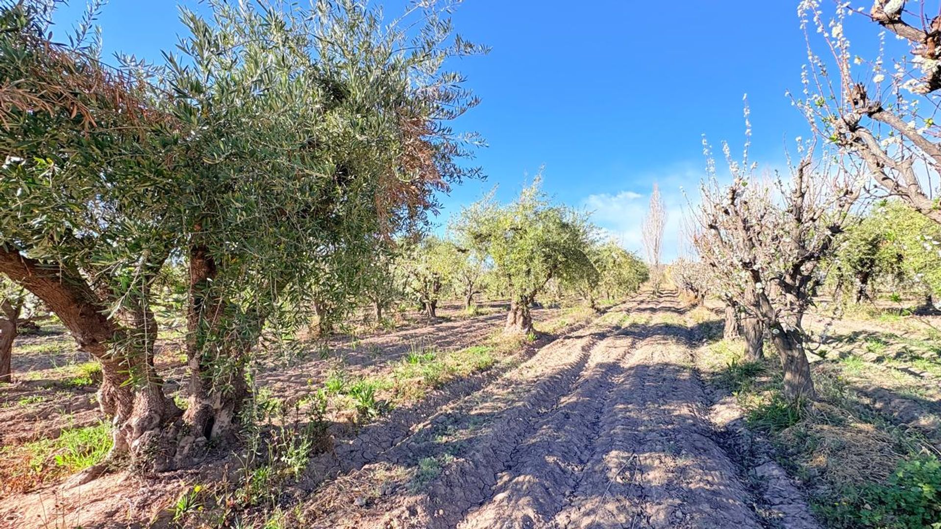 Campo en Venta en Maipu, Mendoza