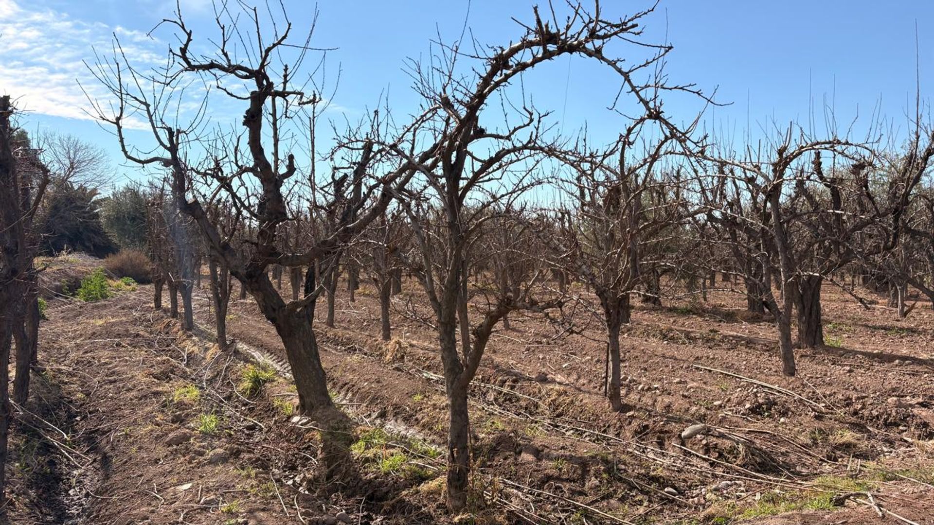 Campo en Venta en Maipu, Mendoza
