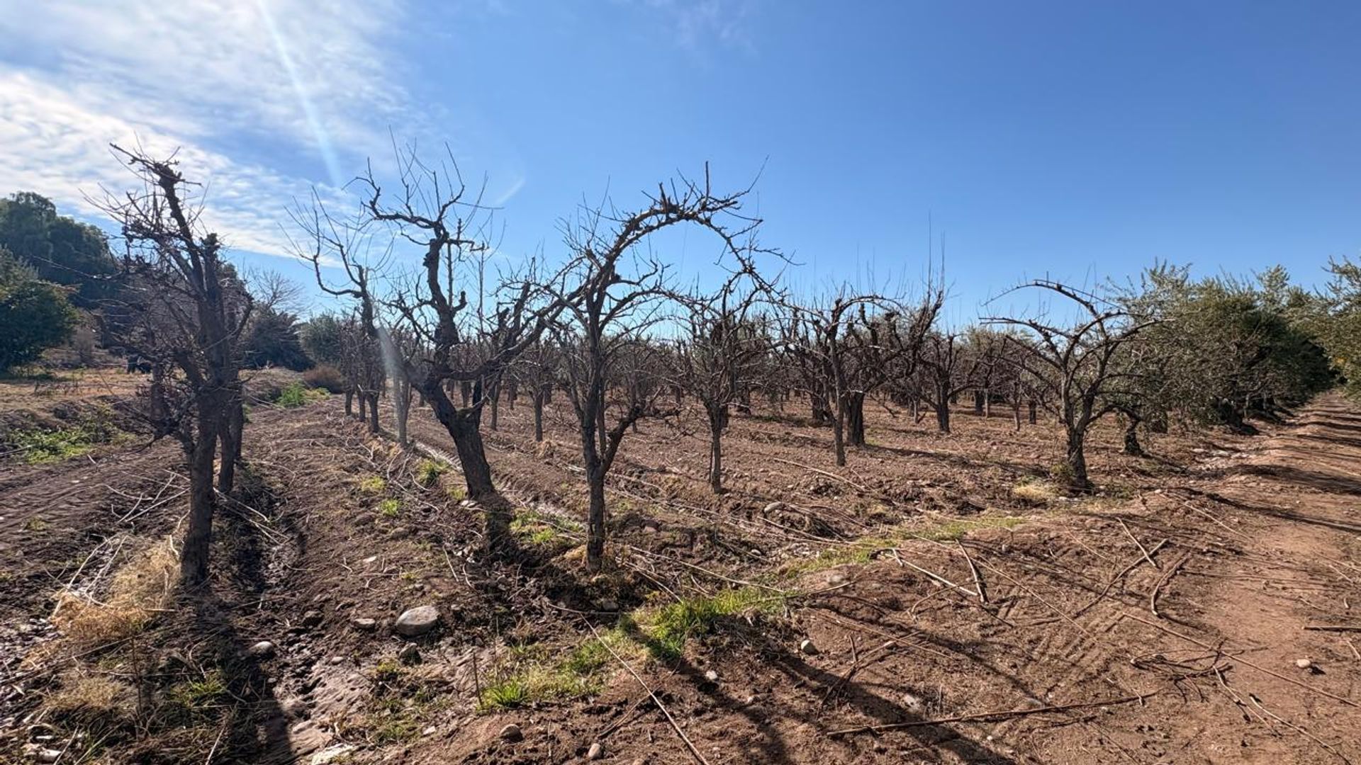 Campo en Venta en Maipu, Mendoza