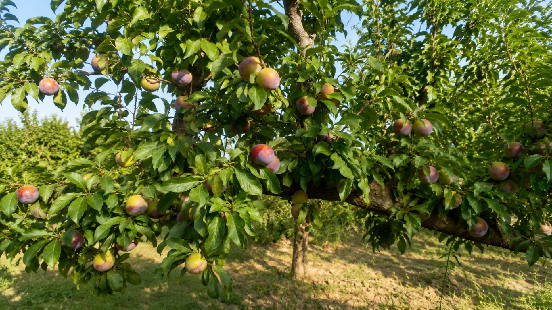Campo en Venta en Maipu, Mendoza