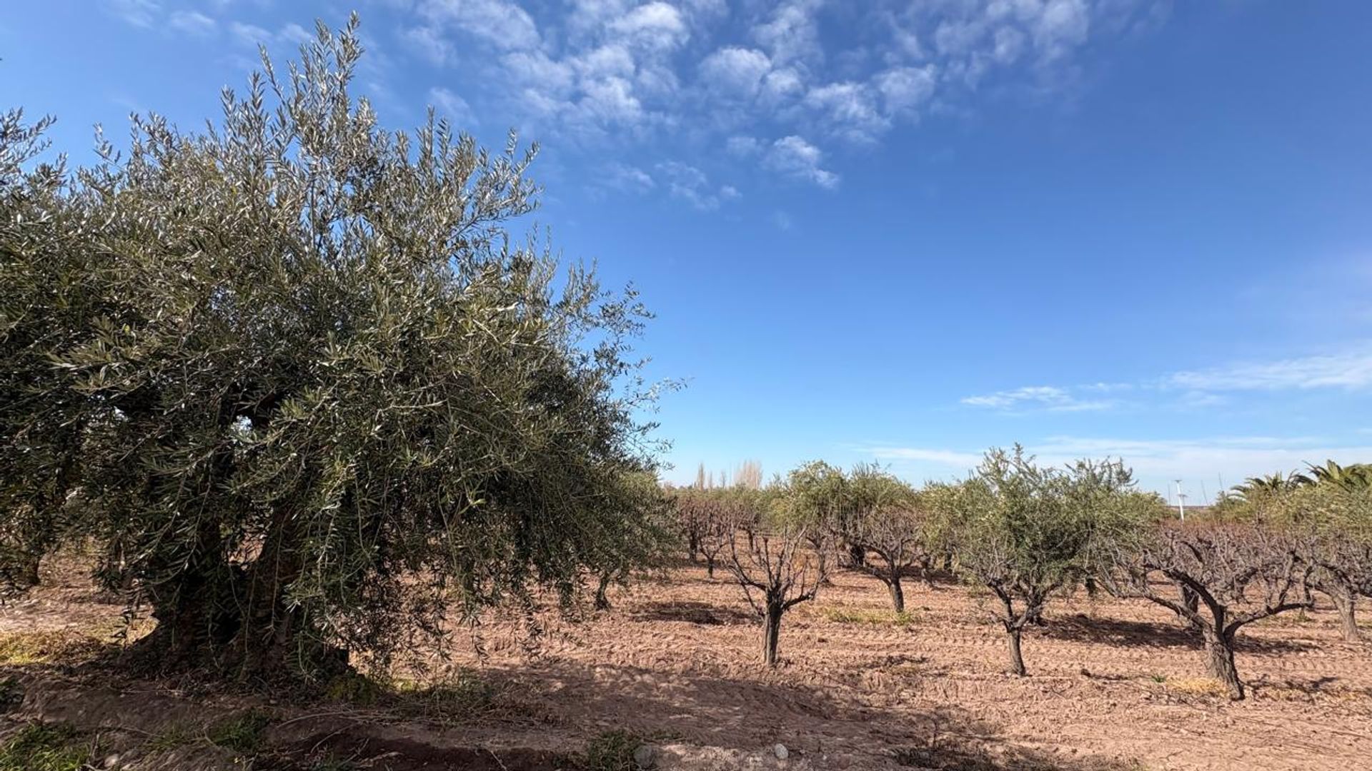 Campo en Venta en Maipu, Mendoza