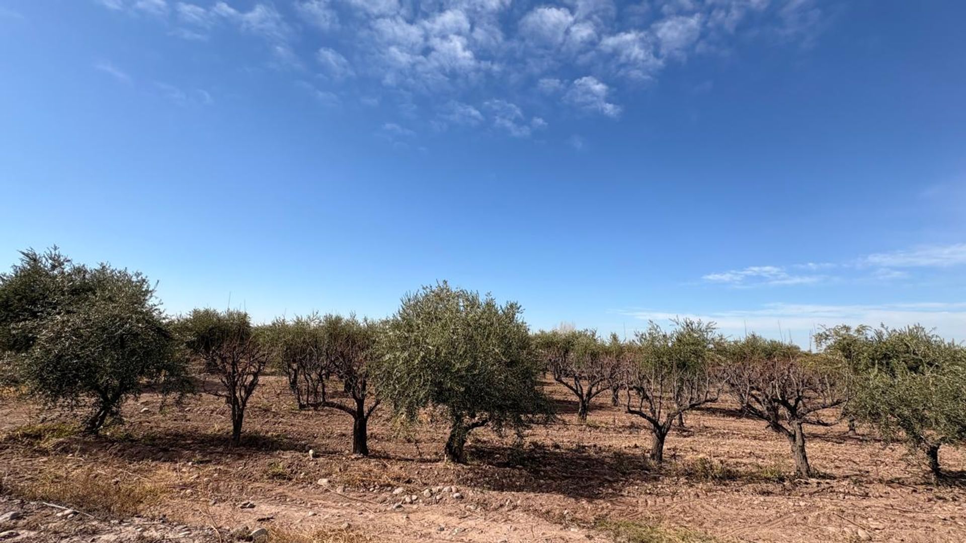 Campo en Venta en Maipu, Mendoza