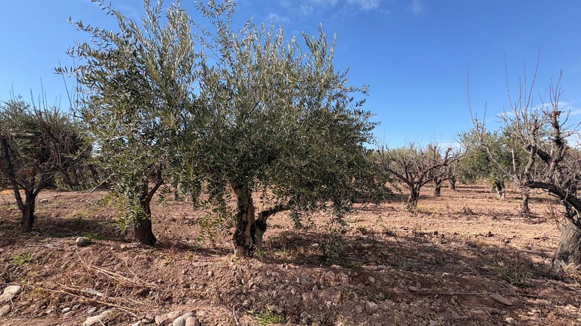 Campo en Venta en Maipu, Mendoza