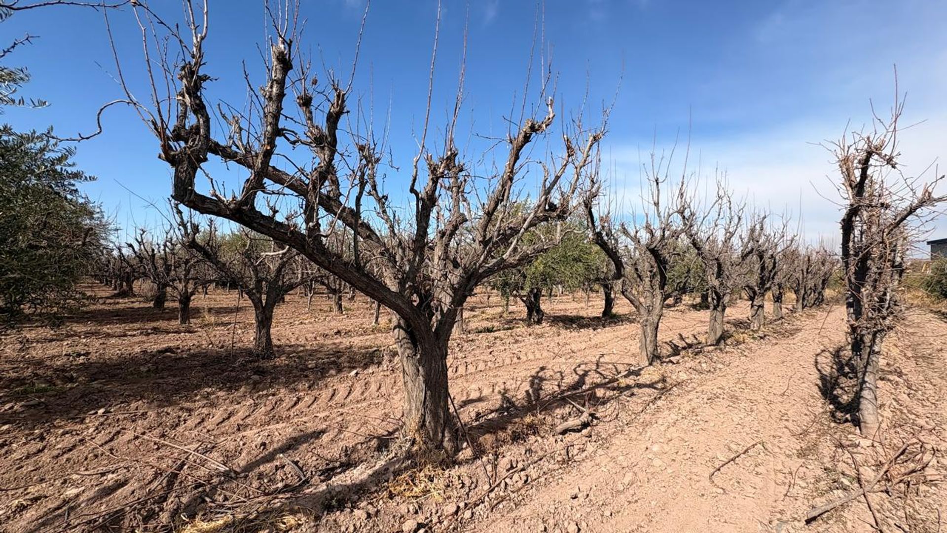 Campo en Venta en Maipu, Mendoza