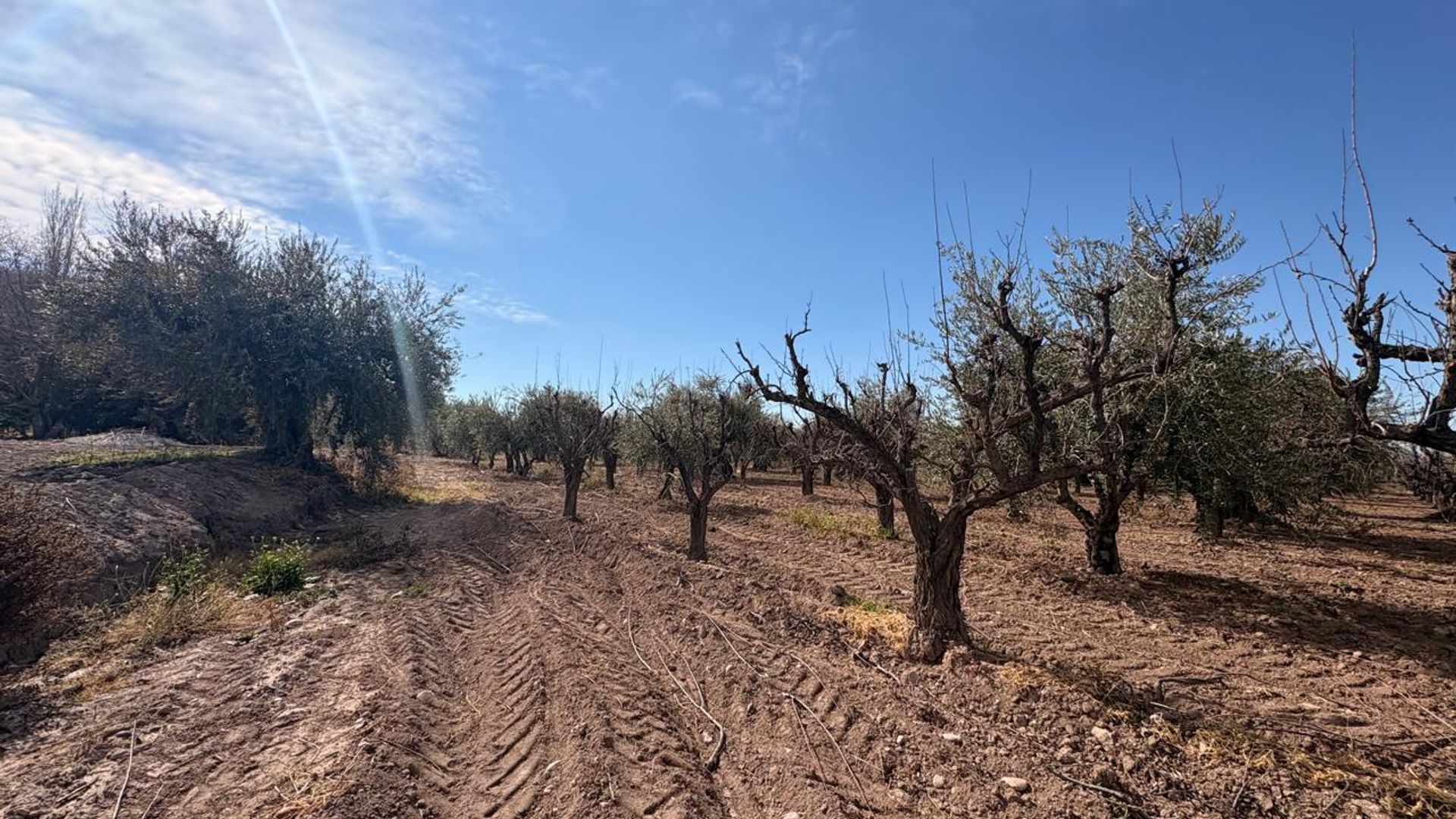 Campo en Venta en Maipu, Mendoza