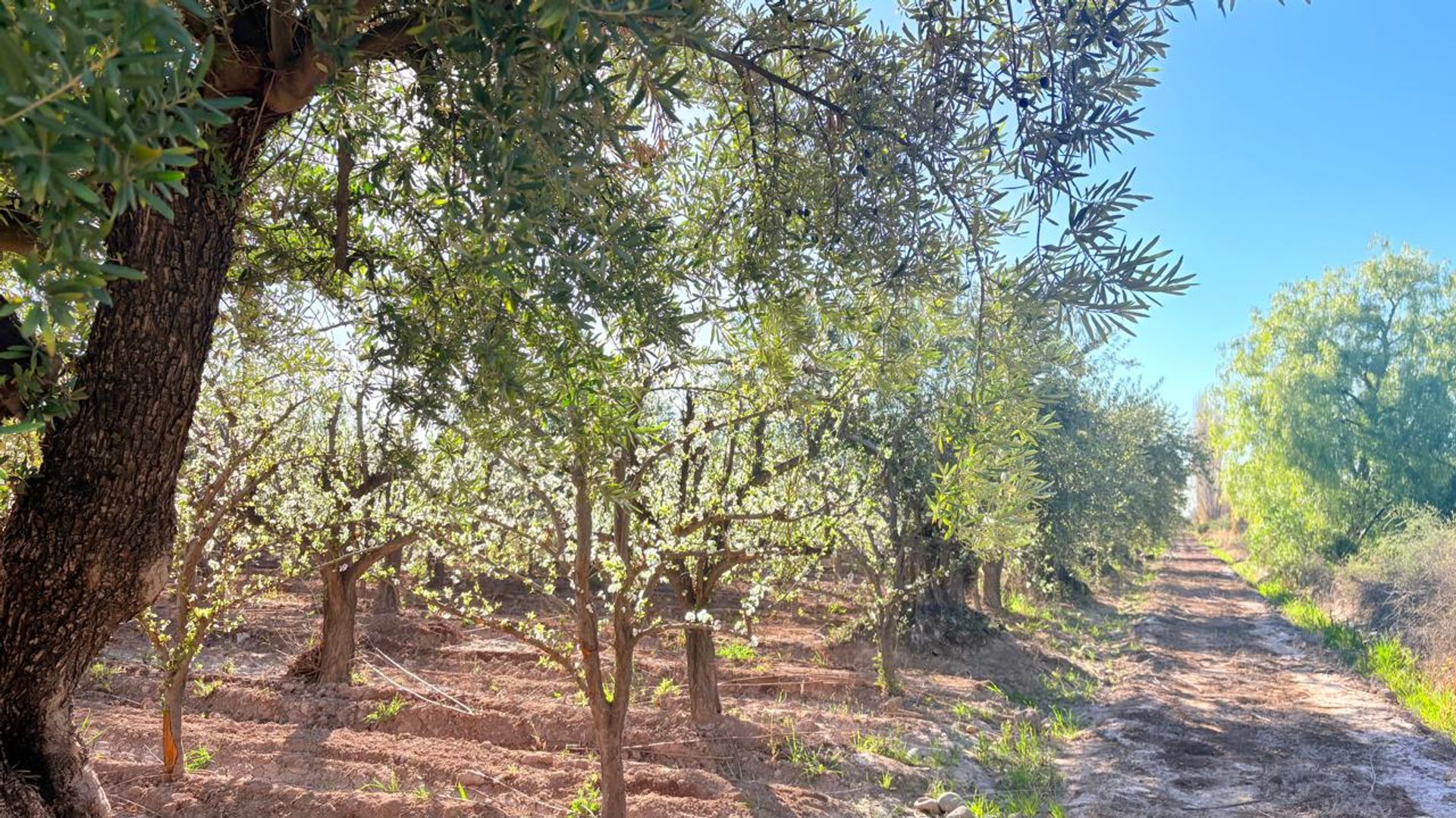 Campo en Venta en Maipu, Mendoza