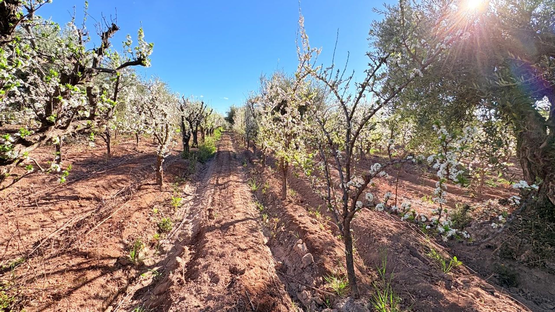 Campo en Venta en Maipu, Mendoza