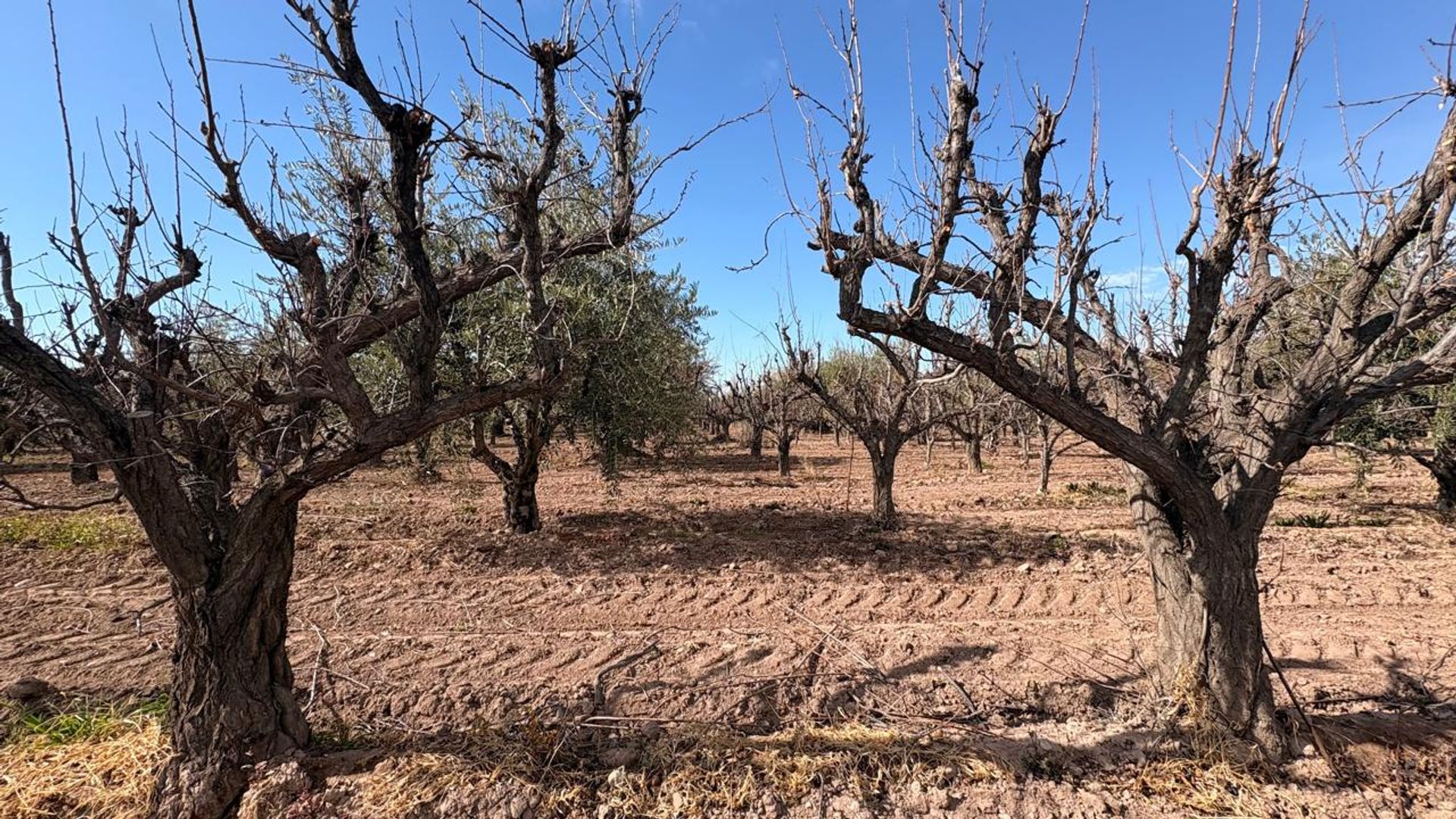 Campo en Venta en Maipu, Mendoza