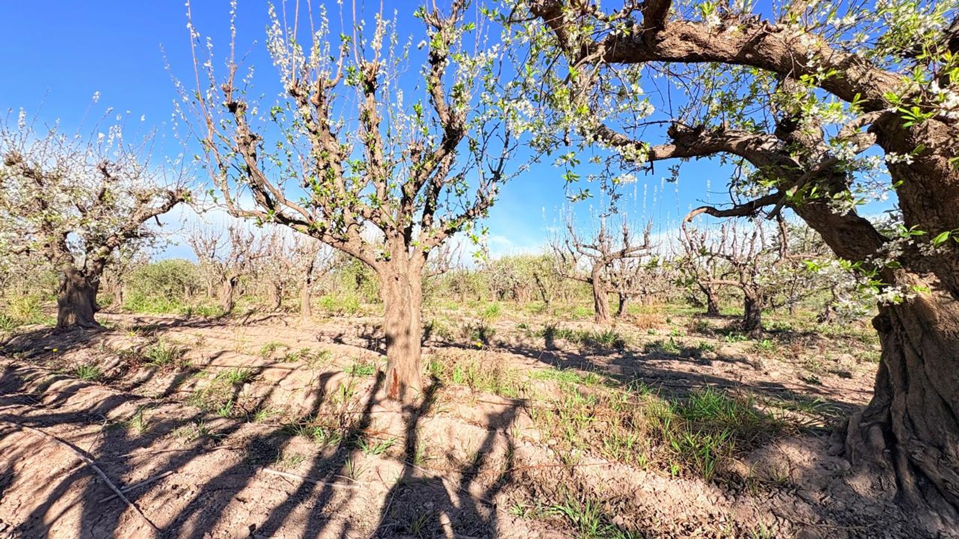 Campo en Venta en Maipu, Mendoza