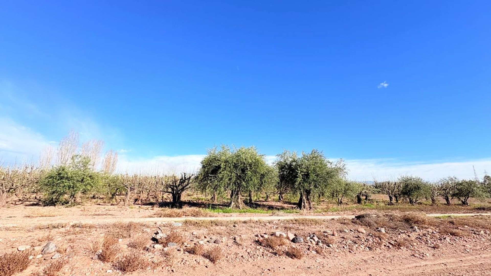 Campo en Venta en Maipu, Mendoza