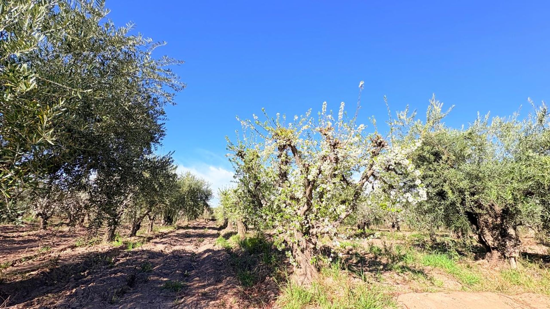 Campo en Venta en Maipu, Mendoza