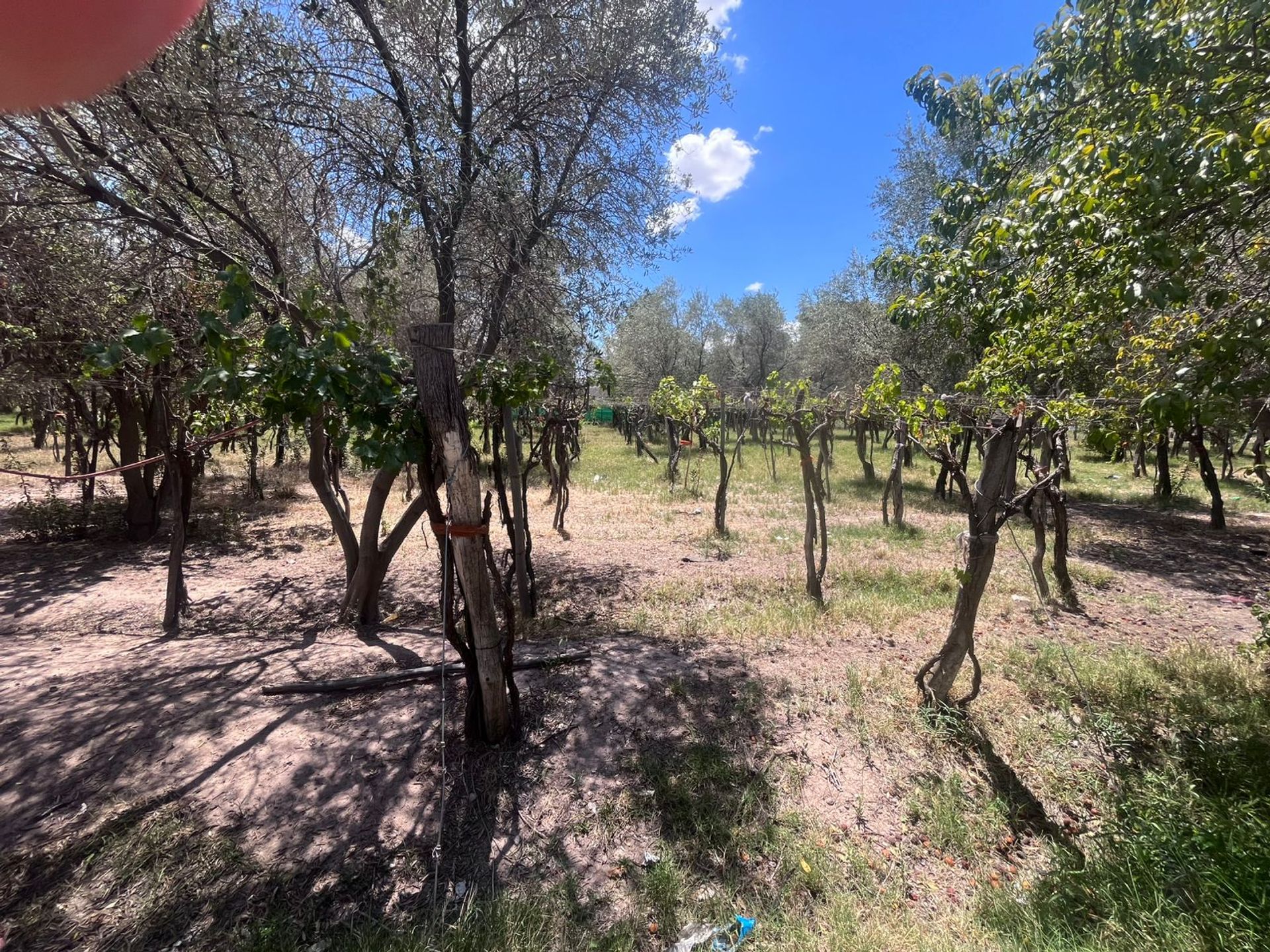 Casa Quinta en Venta en Las Heras, Mendoza
