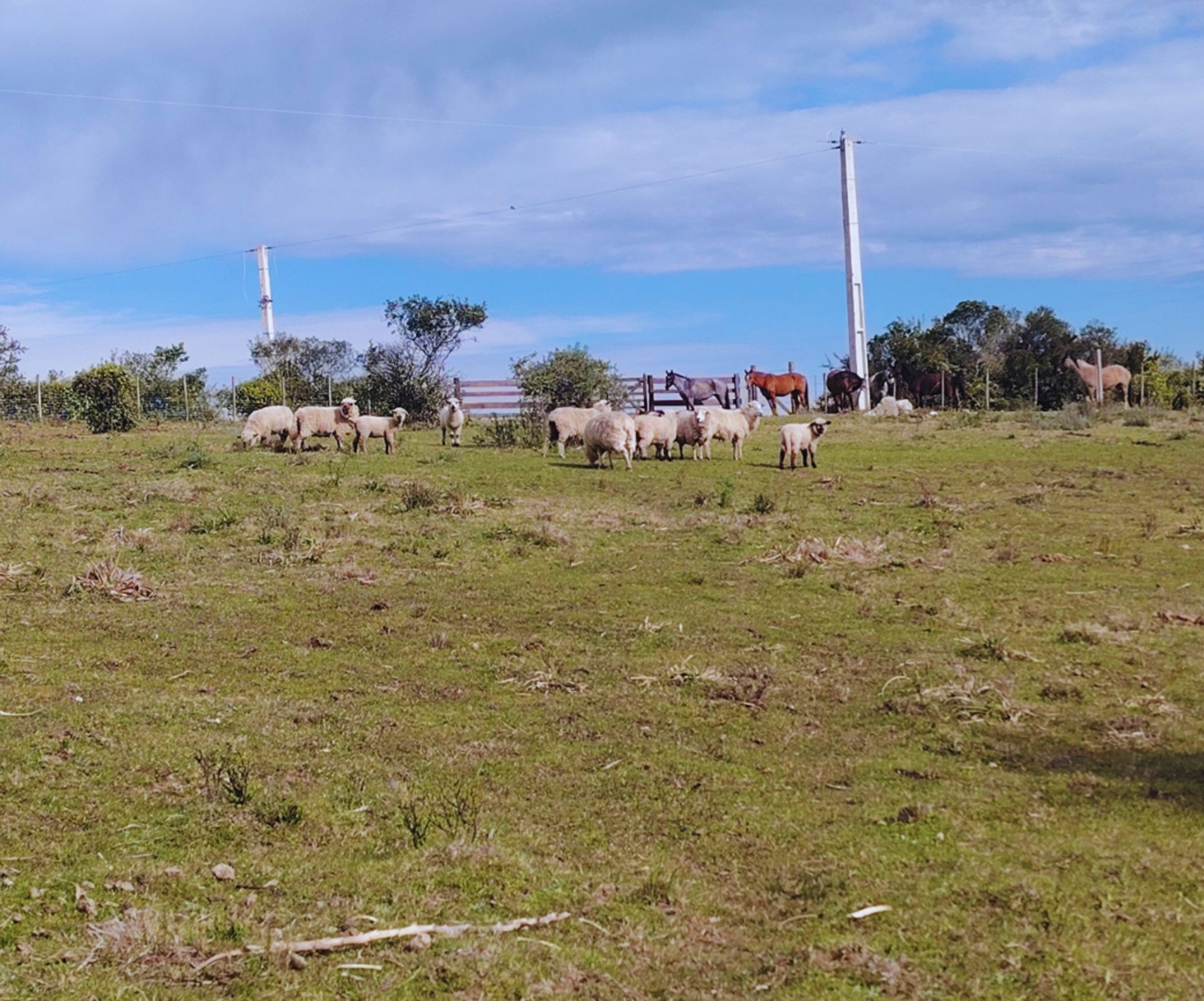 Chacra de 5 hectáreas en Las Cañas, Maldonado - 8