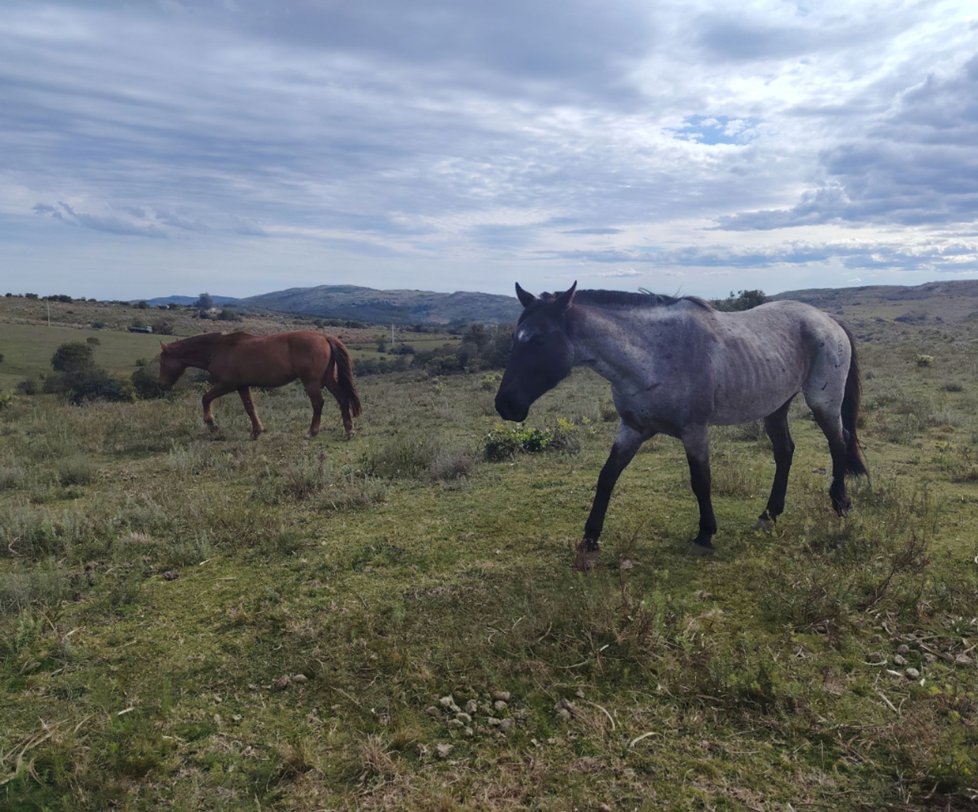 Chacra de 5 hectáreas en Las Cañas, Maldonado - 9