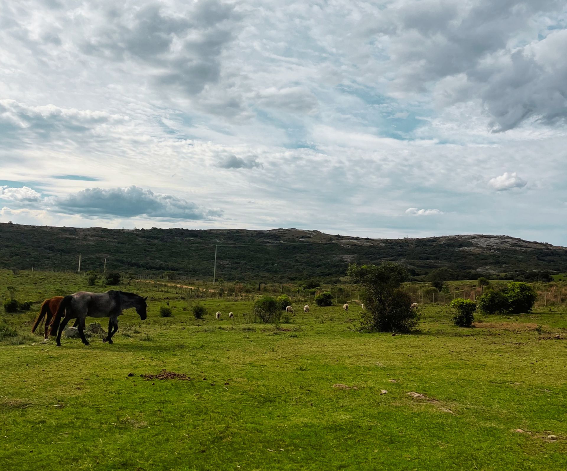 Chacra de 5 hectáreas en Las Cañas, Maldonado - 3