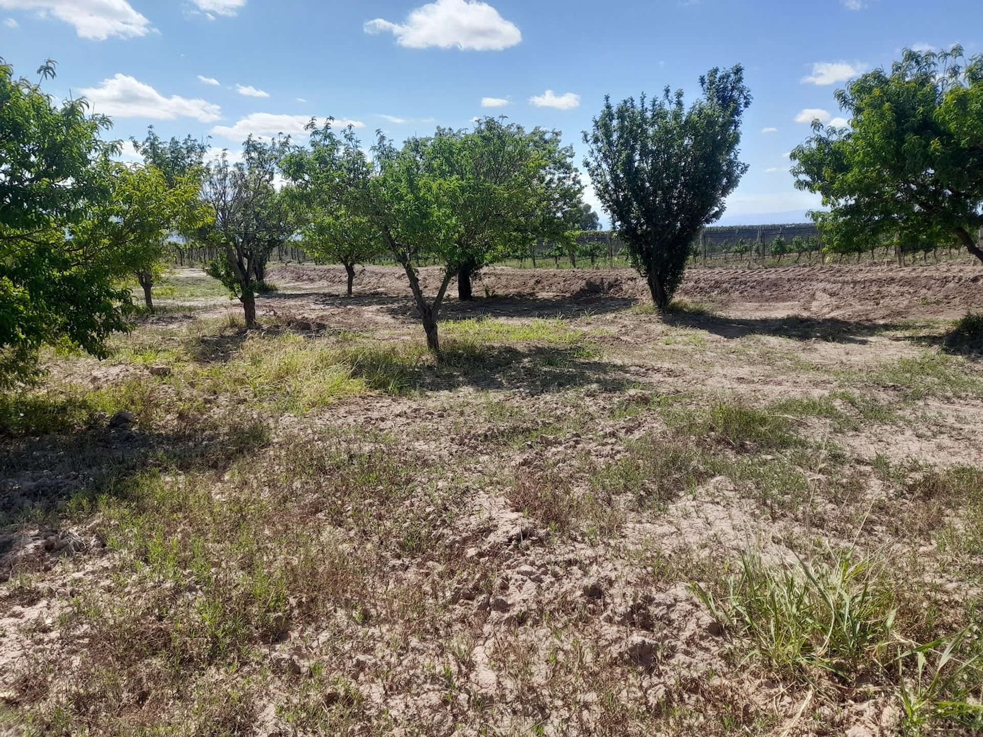Campo en Venta en Lavalle, Mendoza