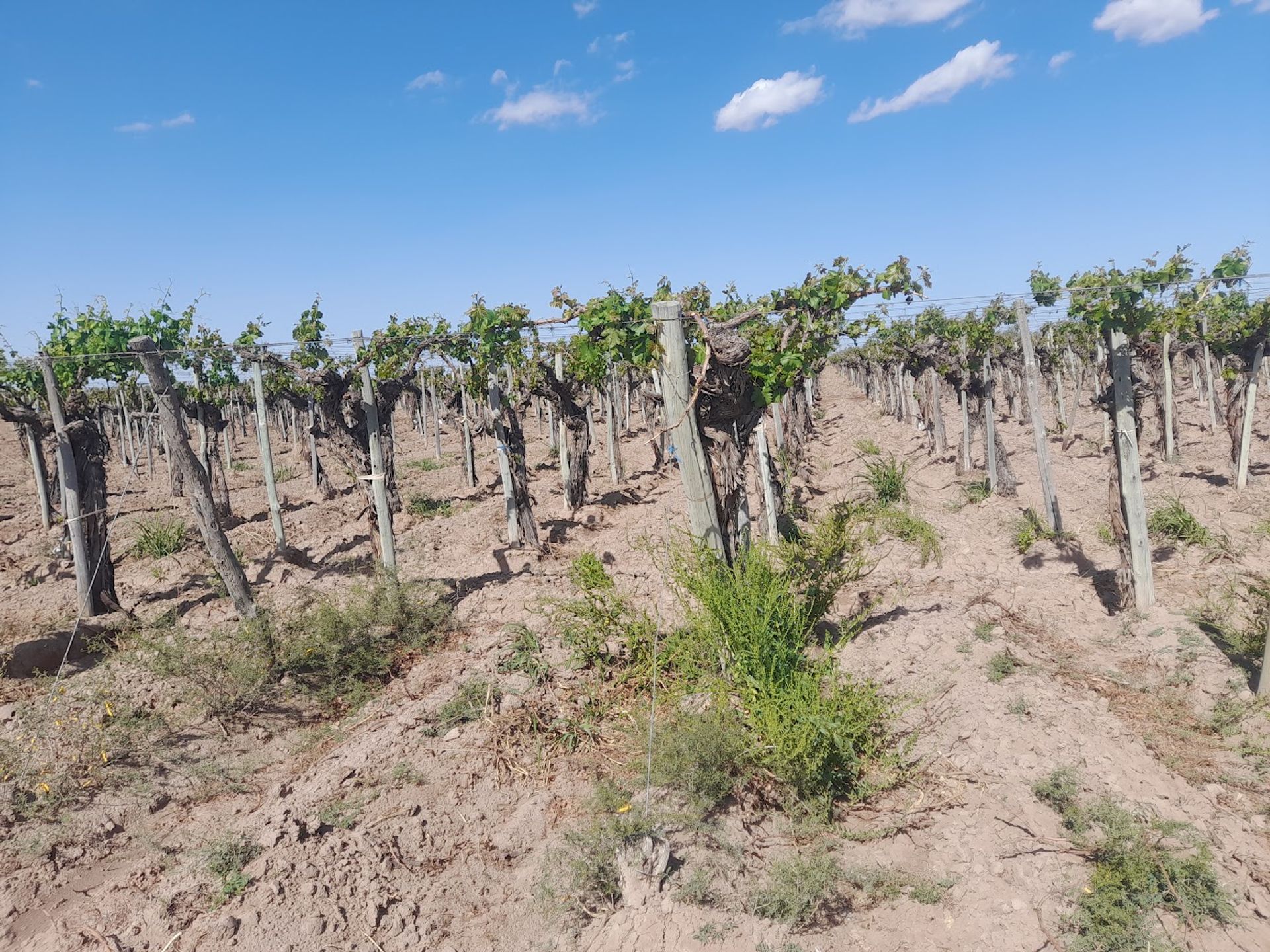 Campo en Venta en Lavalle, Mendoza
