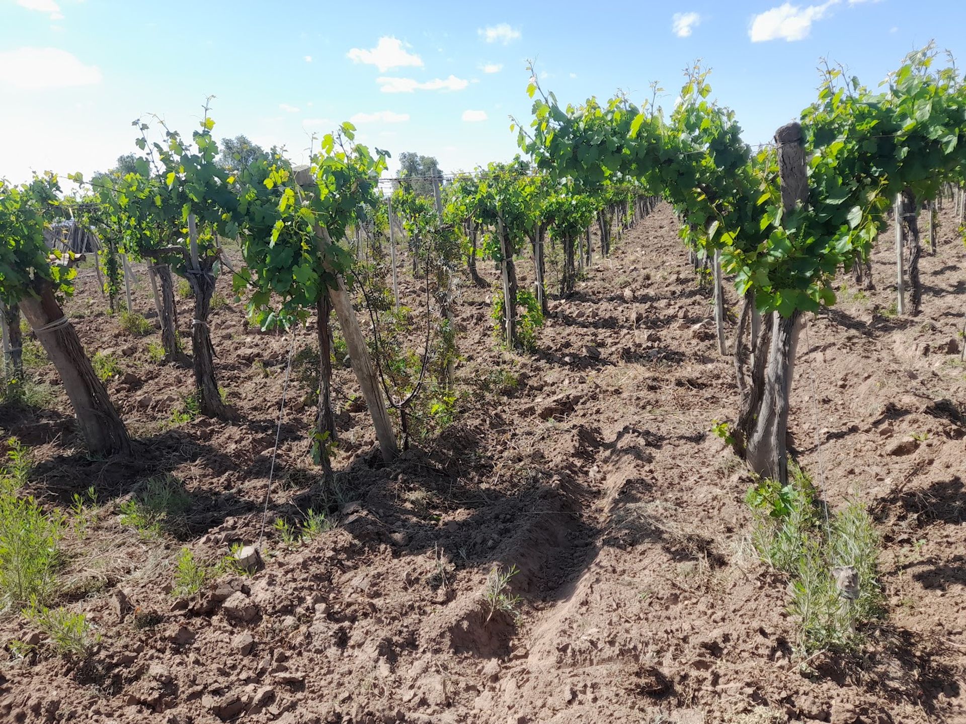 Campo en Venta en Lavalle, Mendoza