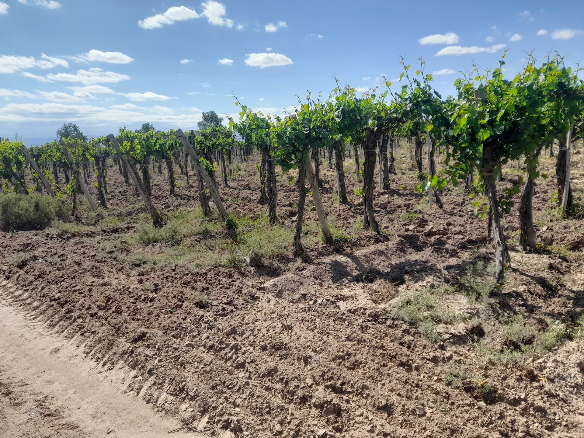Campo en Venta en Lavalle, Mendoza