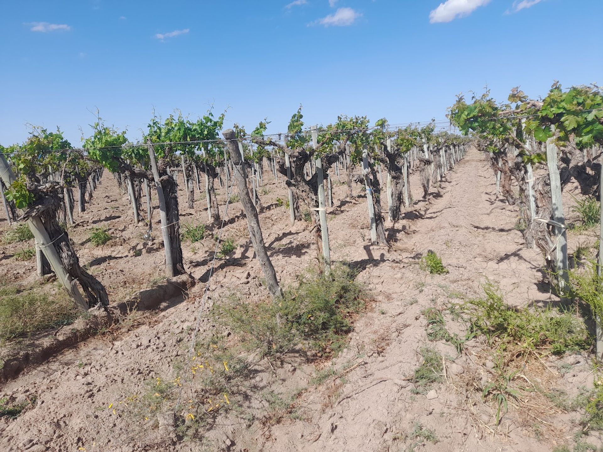 Campo en Venta en Lavalle, Mendoza
