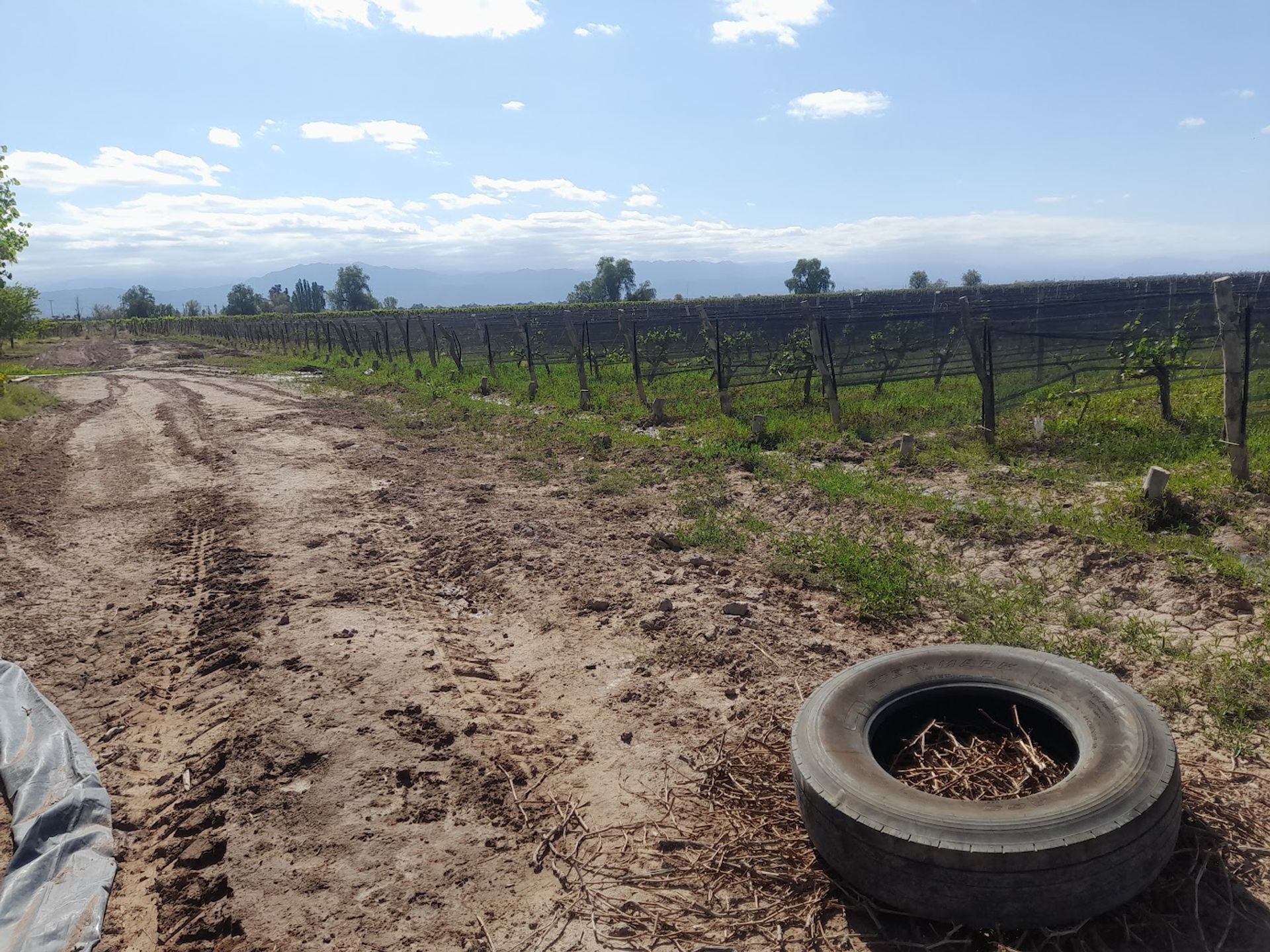 Campo en Venta en Lavalle, Mendoza