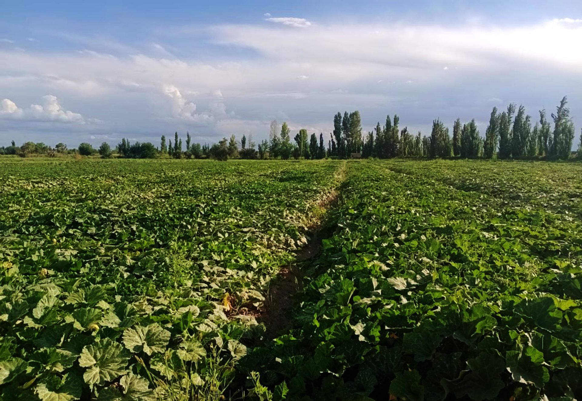 Campo en Venta en Guaymallen, Mendoza